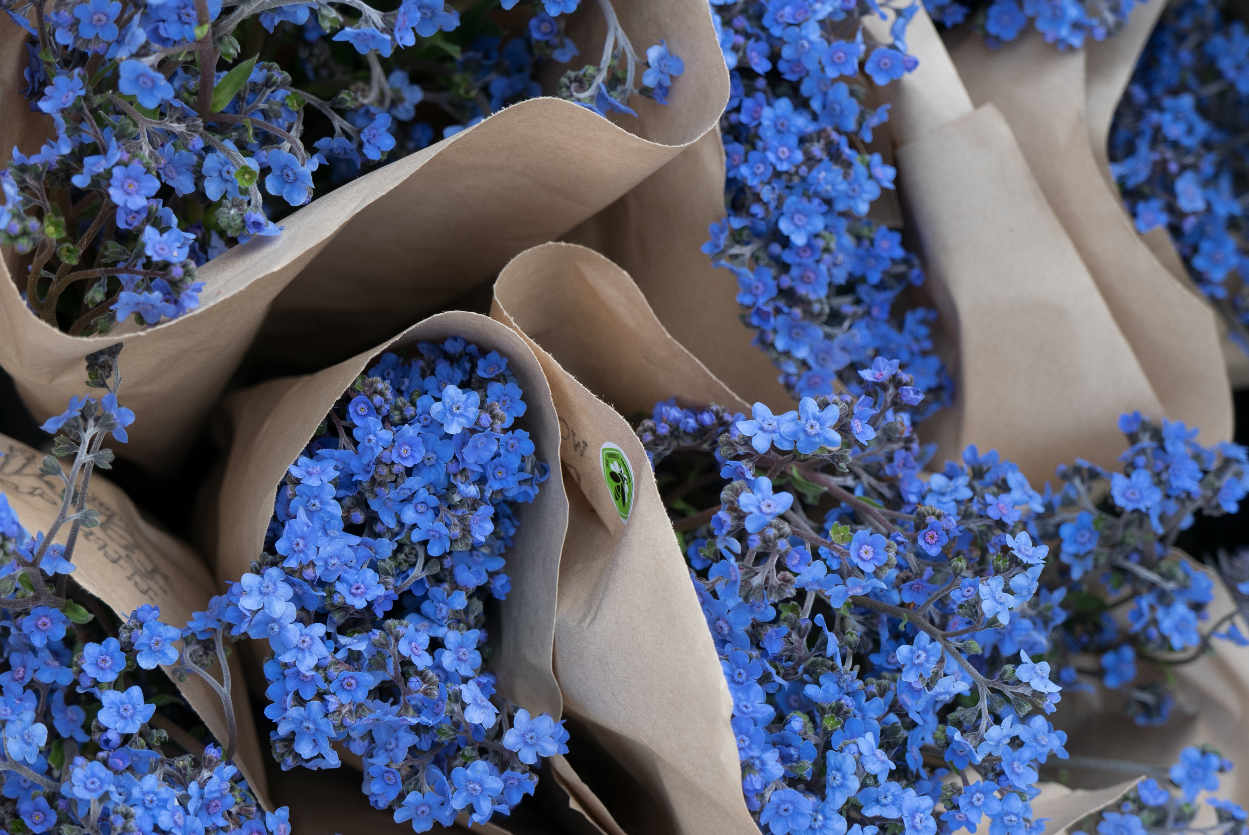 Download mobile wallpaper Flower, Man Made, Blue Flower for free.