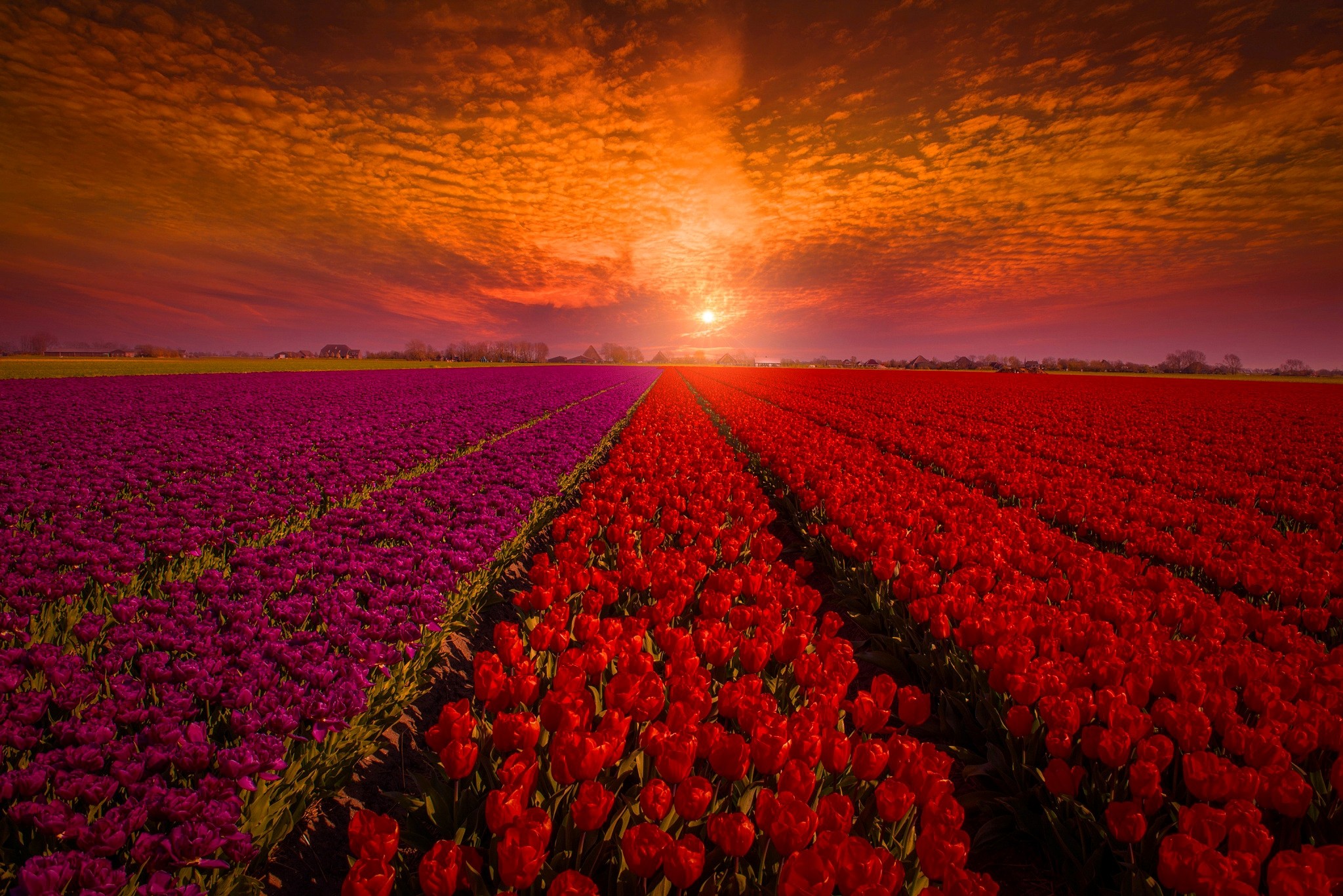 Download mobile wallpaper Flowers, Sunset, Flower, Earth, Field, Tulip, Purple Flower, Red Flower for free.