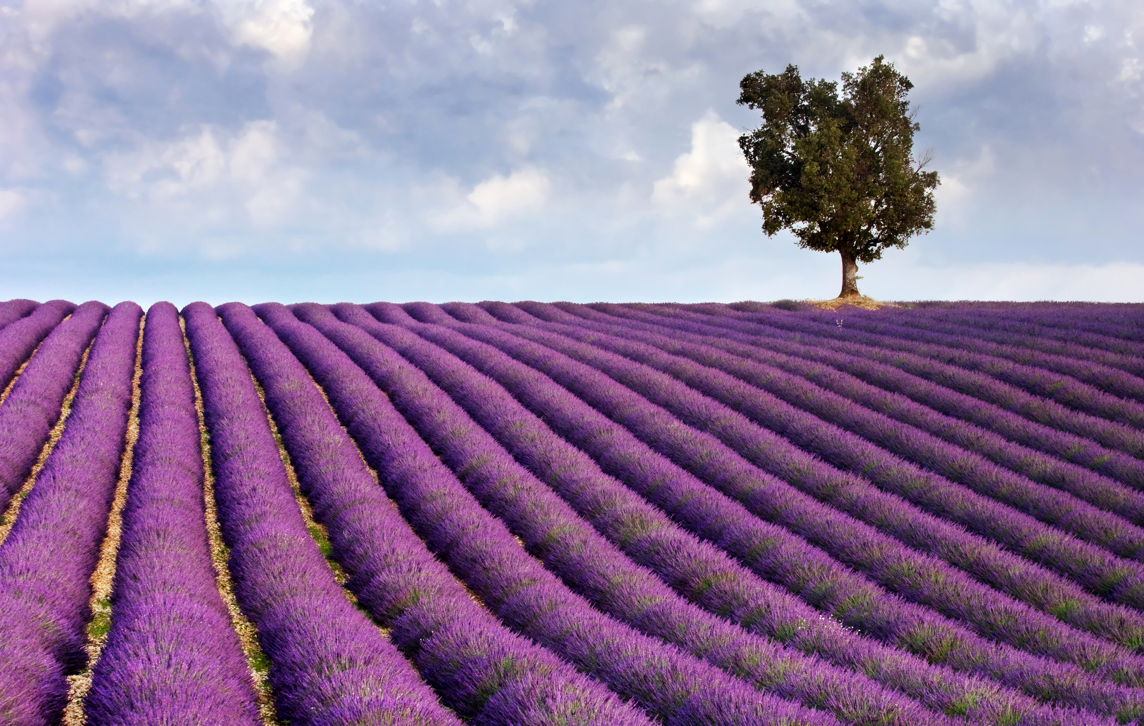 Laden Sie das Blumen, Blume, Baum, Feld, Wolke, Lavendel, Lila Blume, Erde/natur, Einsamer Baum-Bild kostenlos auf Ihren PC-Desktop herunter