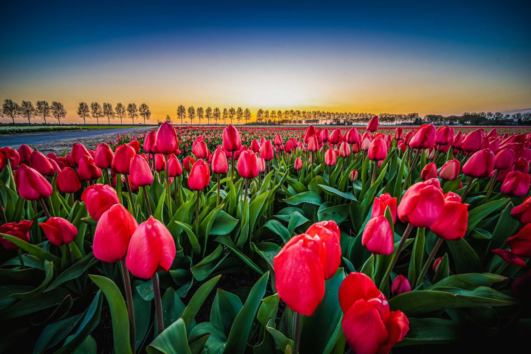 Download mobile wallpaper Flowers, Flower, Earth, Tulip, Netherlands for free.