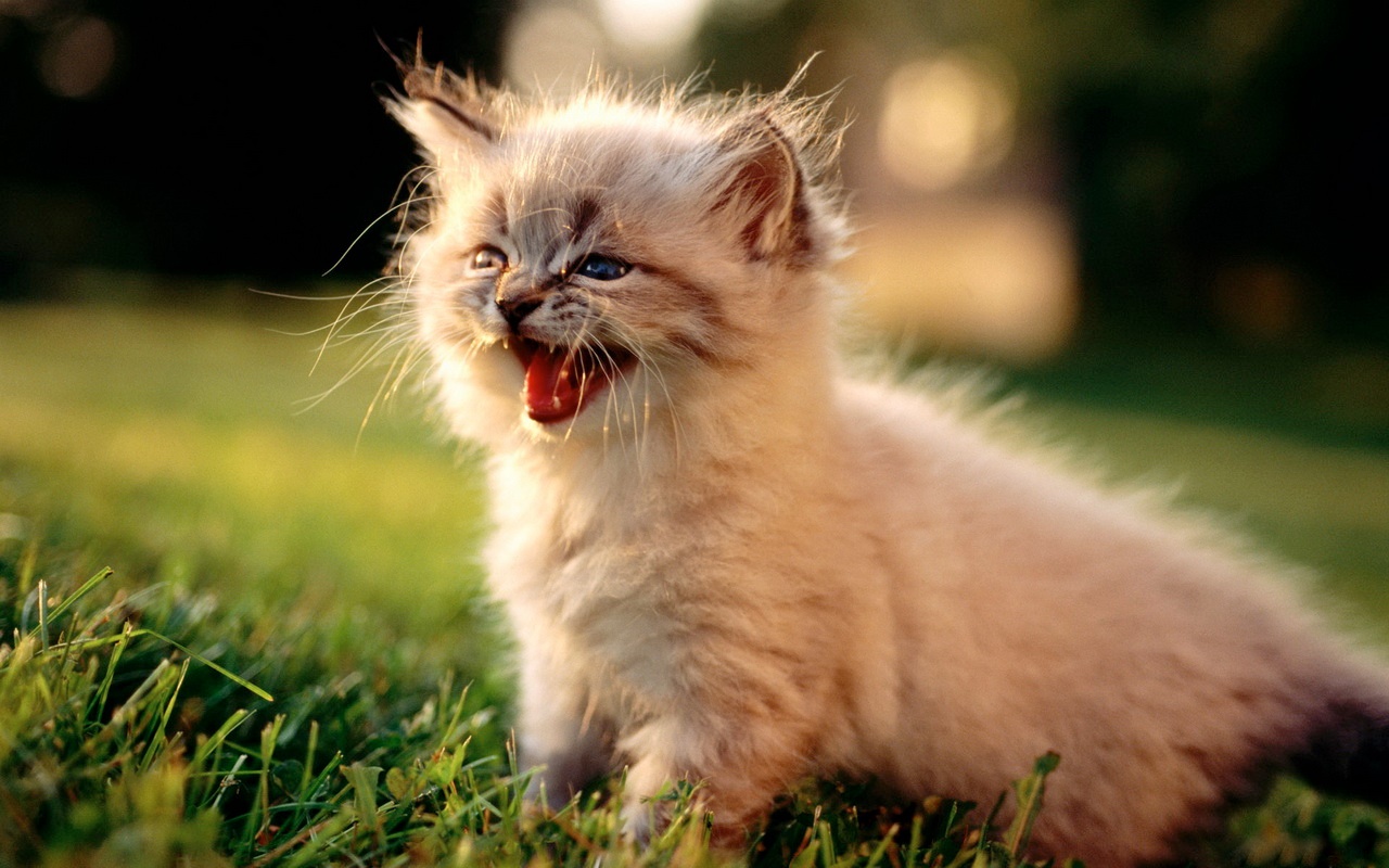 Téléchargez des papiers peints mobile Animaux, Chat gratuitement.