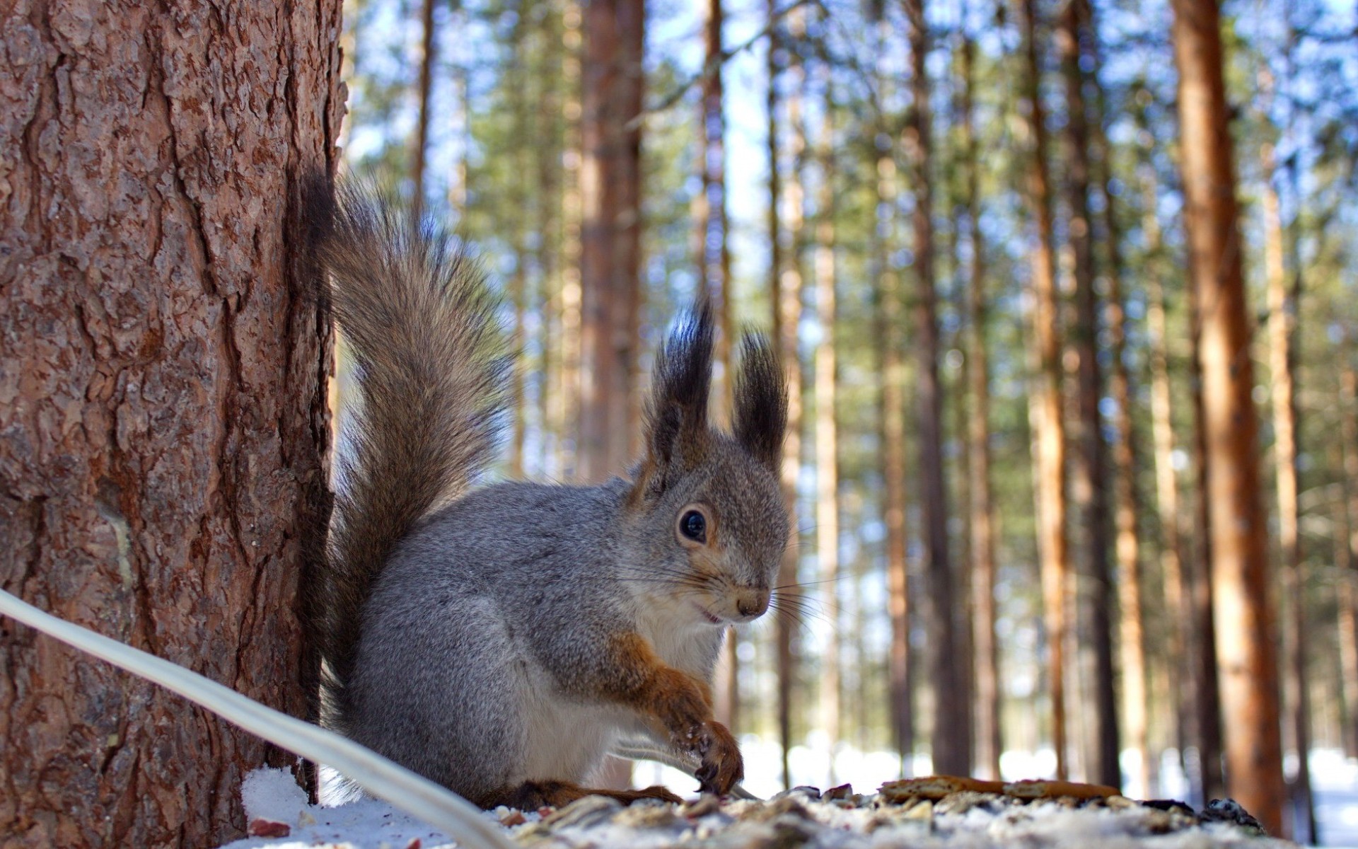 Download mobile wallpaper Winter, Squirrel, Forest, Animal for free.