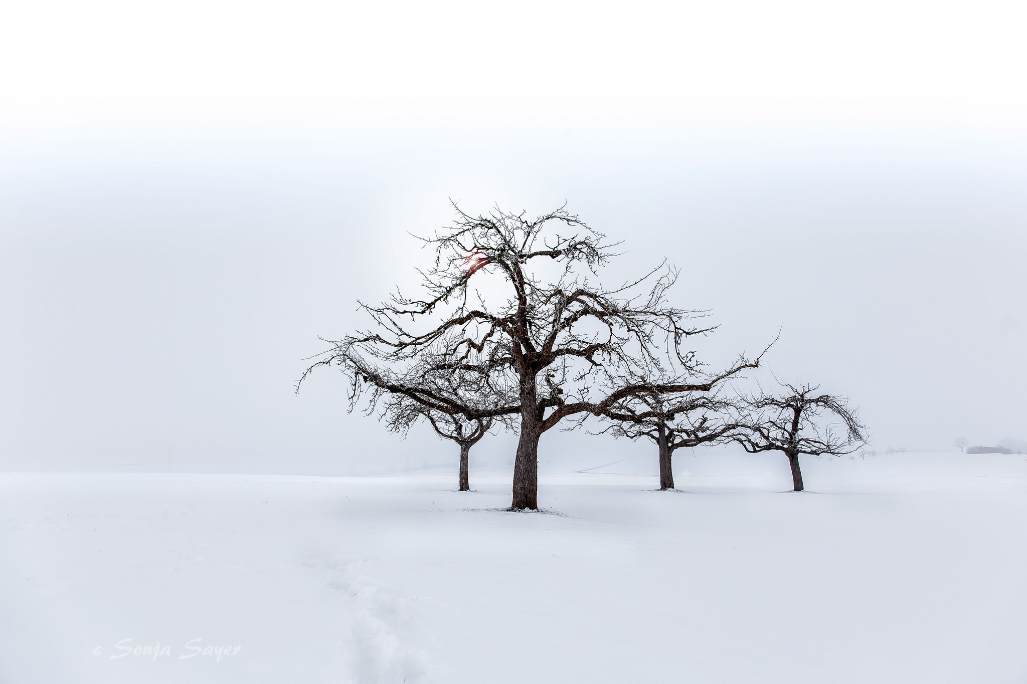 Скачать картинку Зима, Снег, Дерево, Туман, Земля/природа в телефон бесплатно.