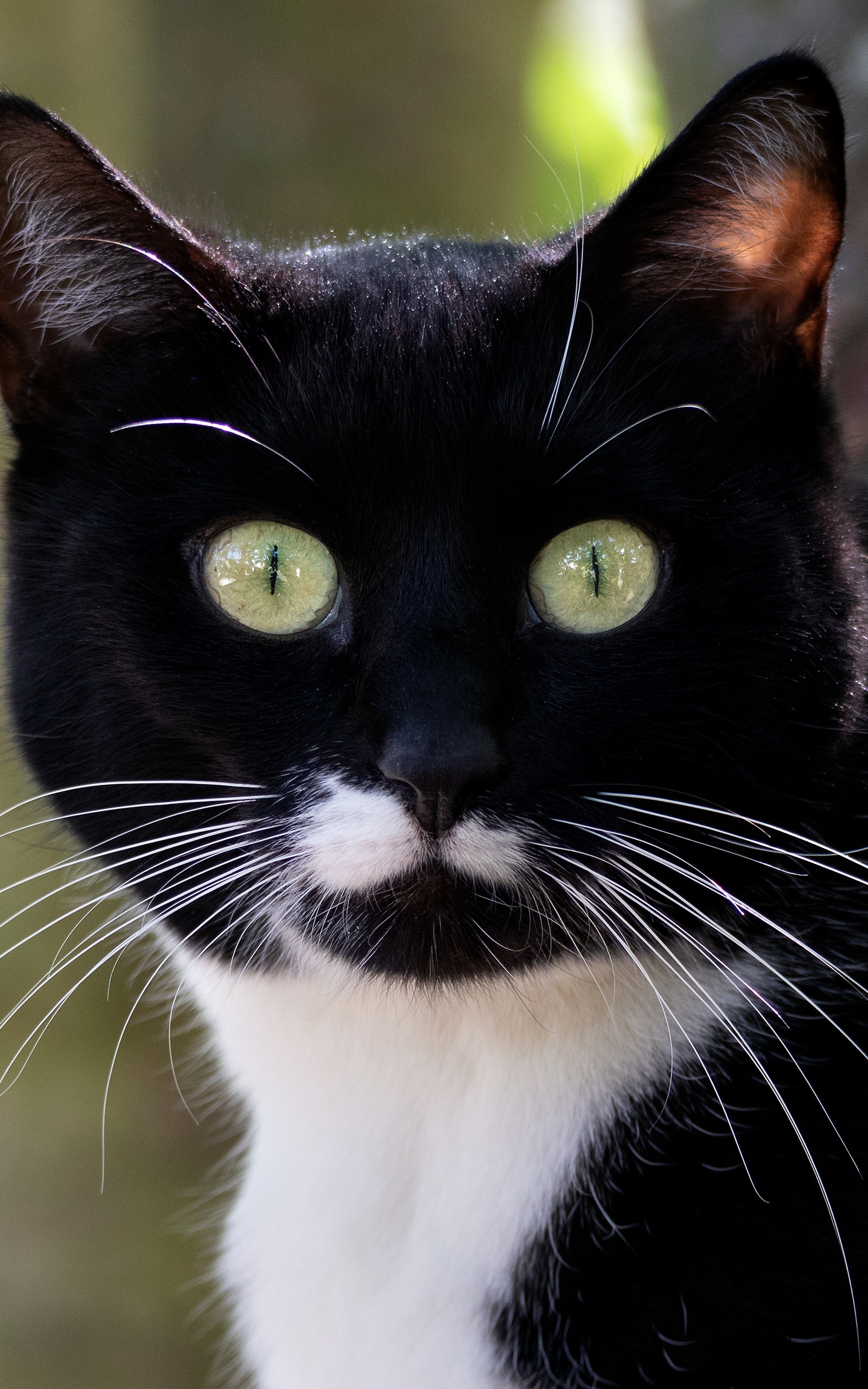 Baixe gratuitamente a imagem Animais, Gatos, Gato, Olhar Fixamente na área de trabalho do seu PC