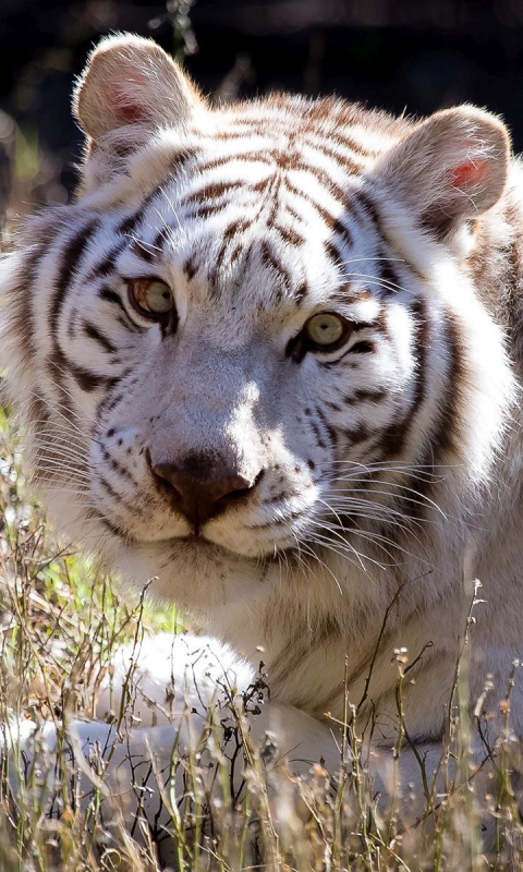 Baixar papel de parede para celular de Animais, Gatos, Tigre, Tigre Branco, Enfrentar gratuito.