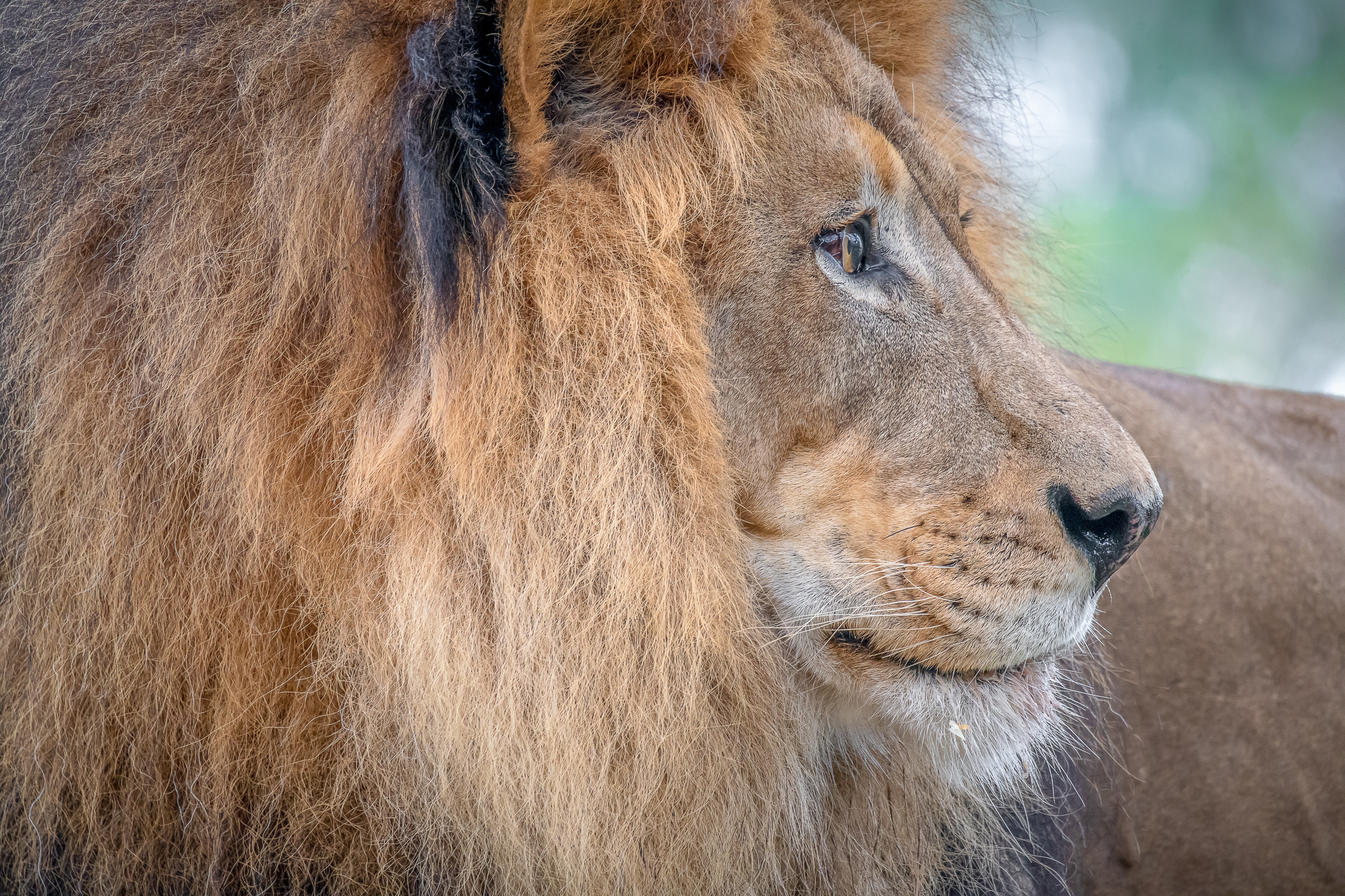 Téléchargez des papiers peints mobile Animaux, Chats, Lion gratuitement.