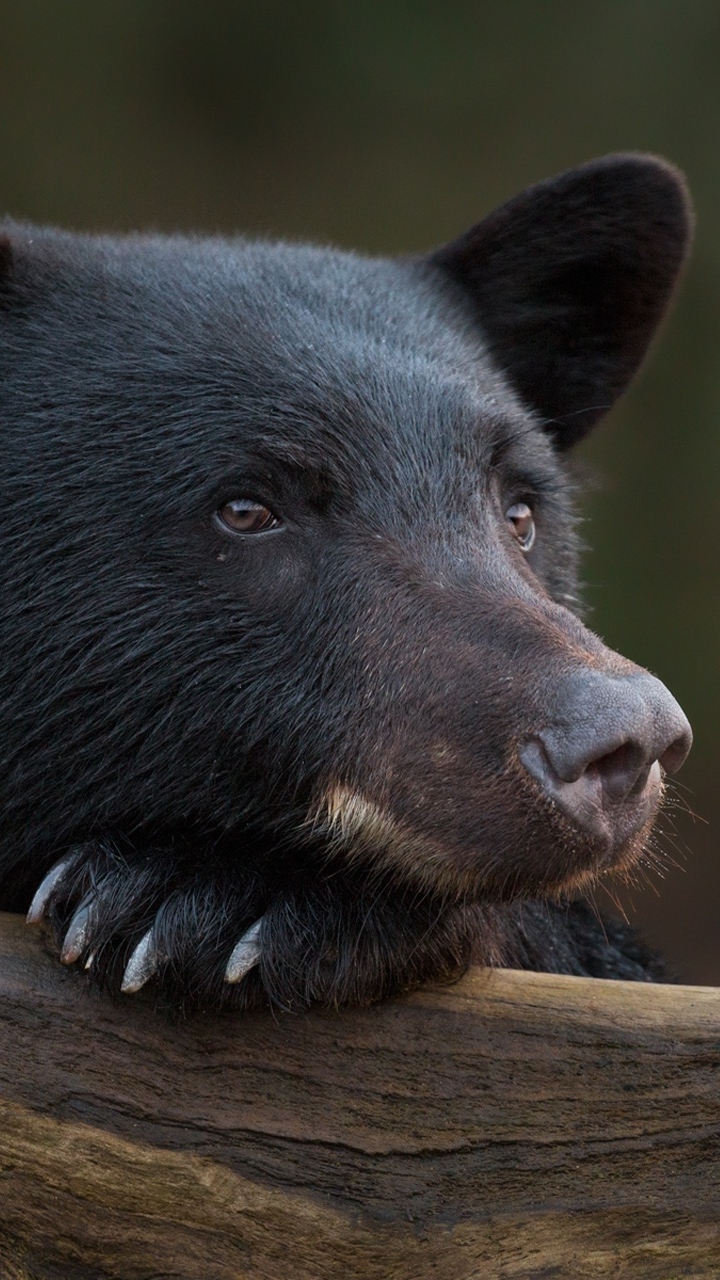 Descarga gratuita de fondo de pantalla para móvil de Animales, Oso, Osos.