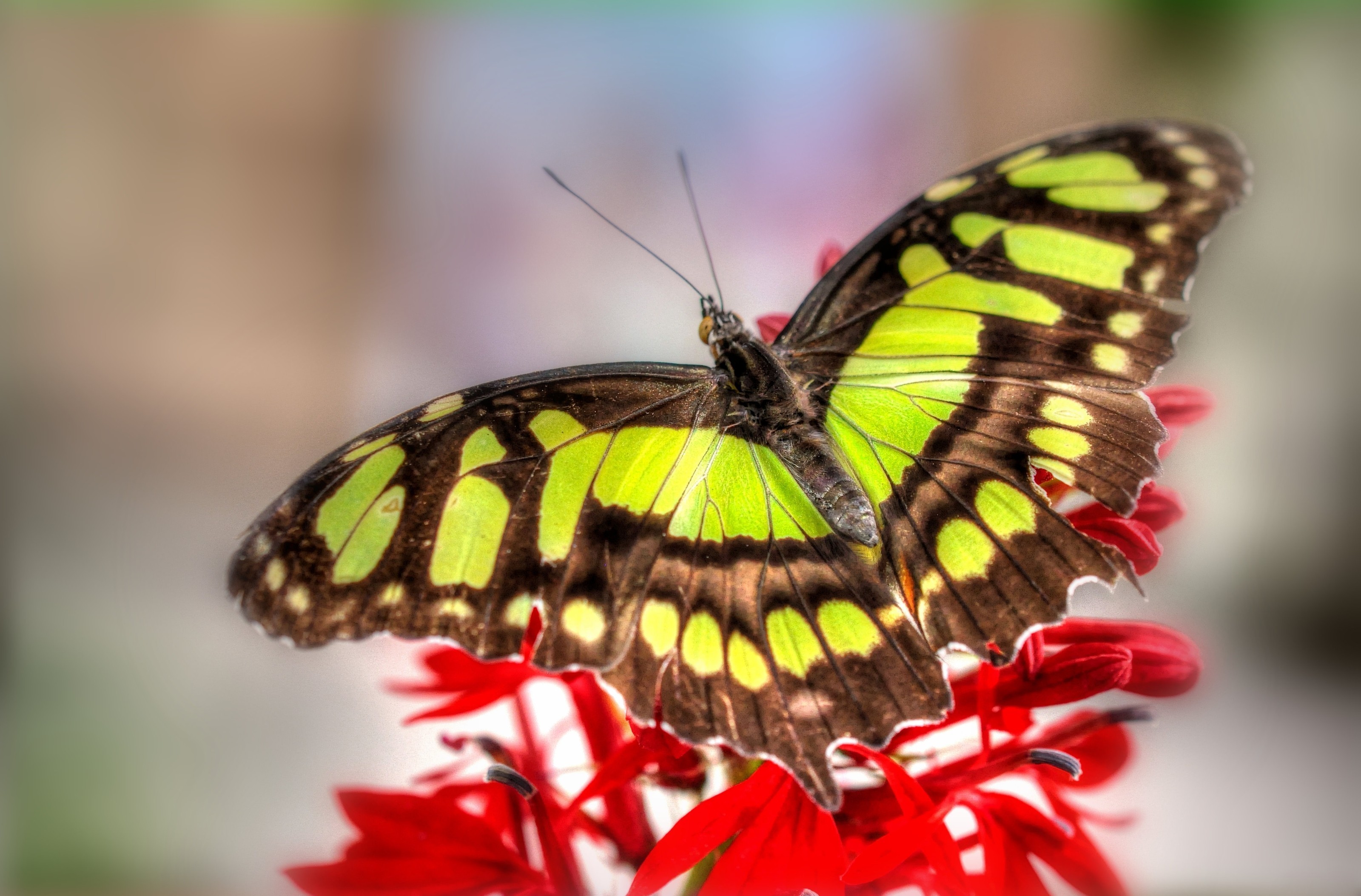 Téléchargez gratuitement l'image Animaux, Papillon sur le bureau de votre PC