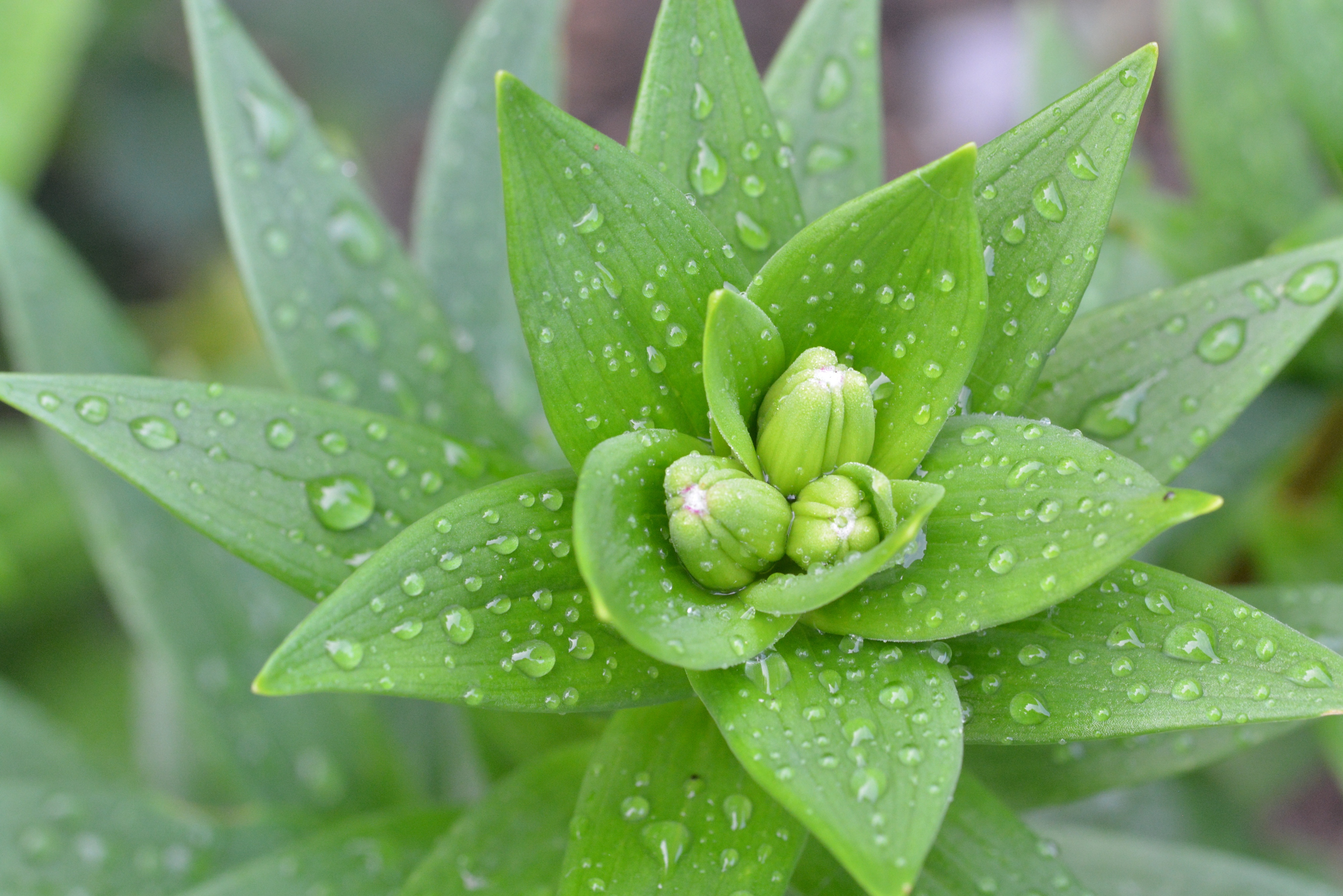 plant, earth, bud, close up, flower, green, nature, water drop