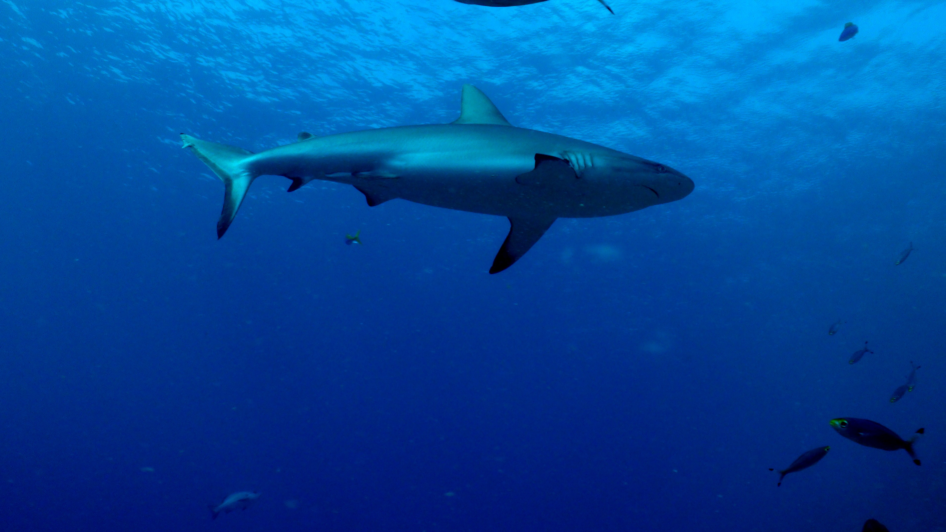 318931 descargar imagen animales, tiburón, tiburones: fondos de pantalla y protectores de pantalla gratis