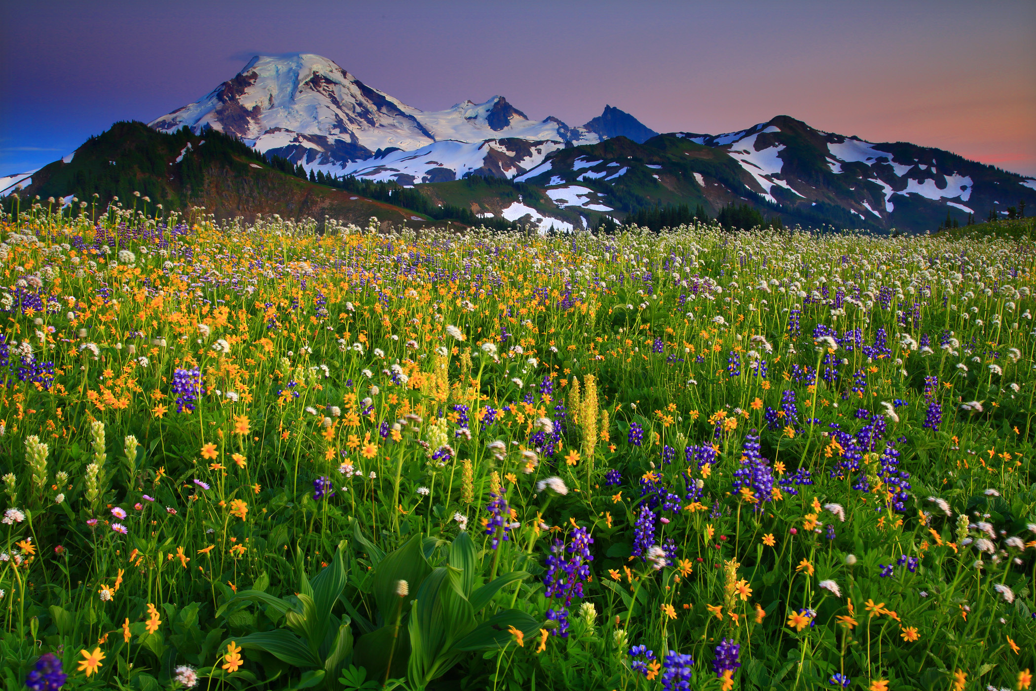 Descarga gratis la imagen Flores, Flor, Tierra/naturaleza en el escritorio de tu PC