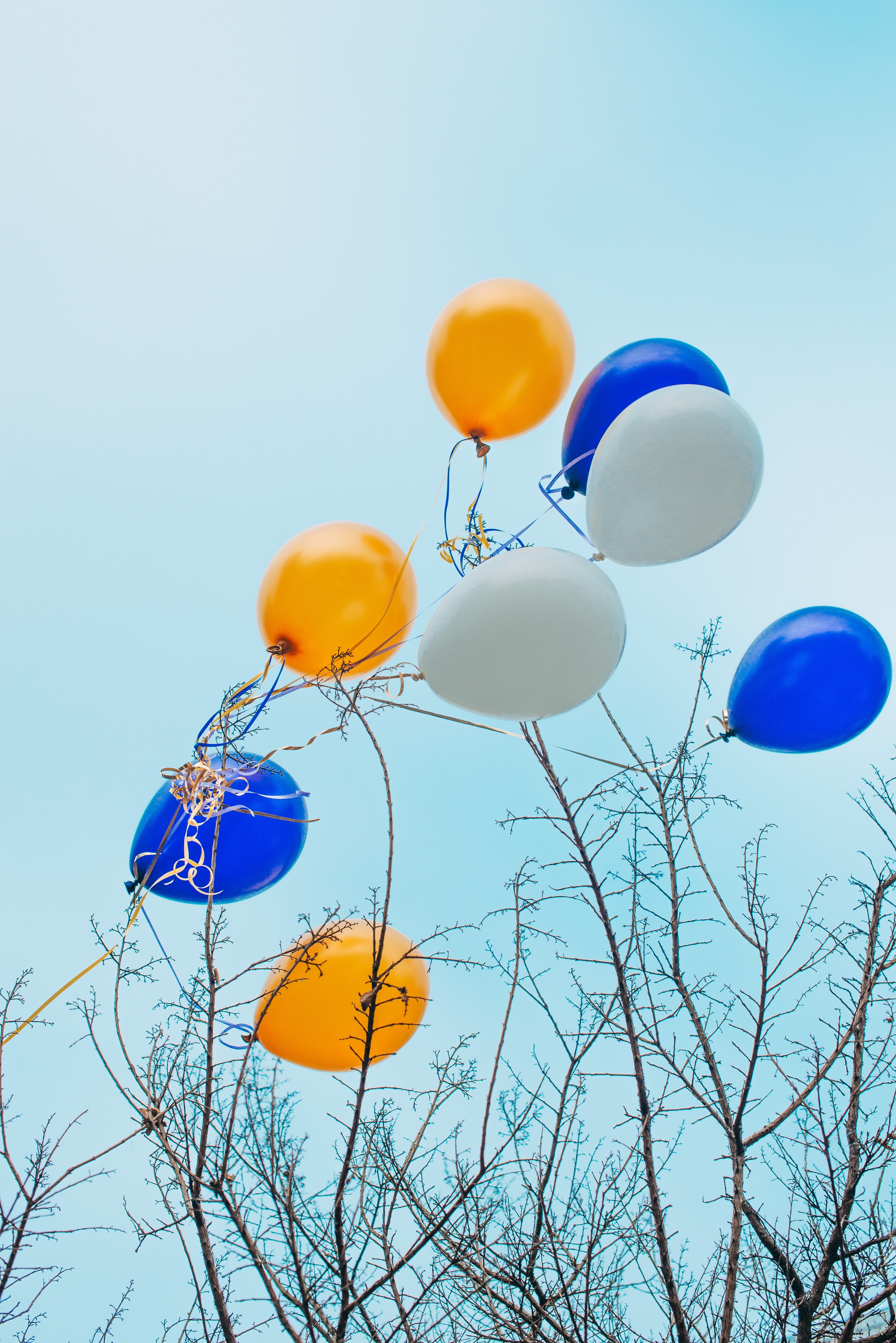 miscellaneous, wood, balloons, sky, miscellanea, multicolored, motley, tree, branches Full HD