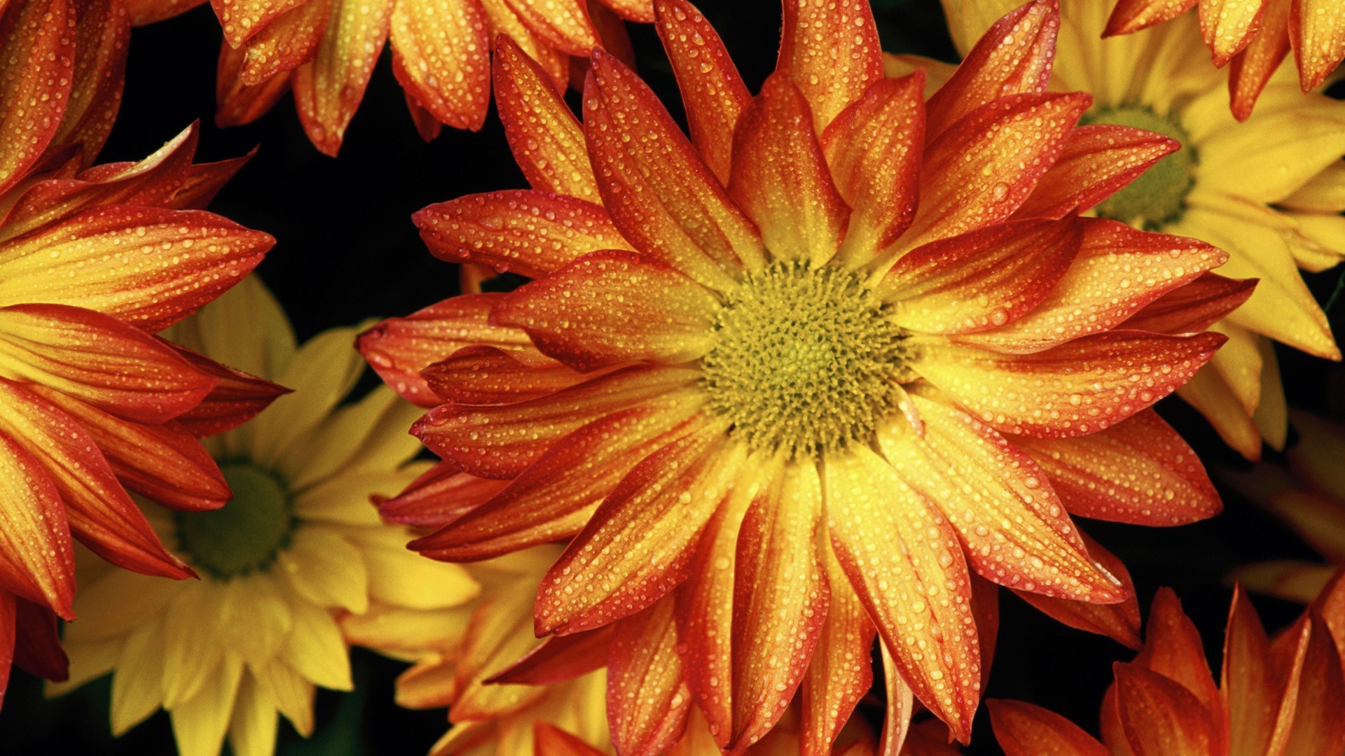 Download mobile wallpaper Flowers, Flower, Fall, Earth, Colors, Daisy, Orange Flower for free.