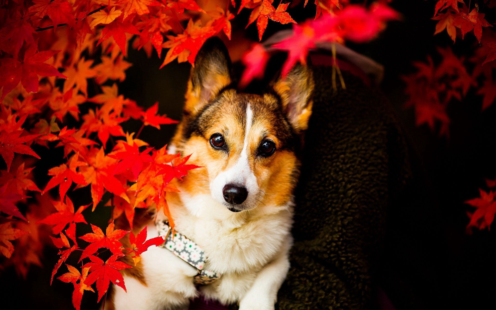 PCデスクトップに動物, 葉, 視力, 意見, 犬画像を無料でダウンロード