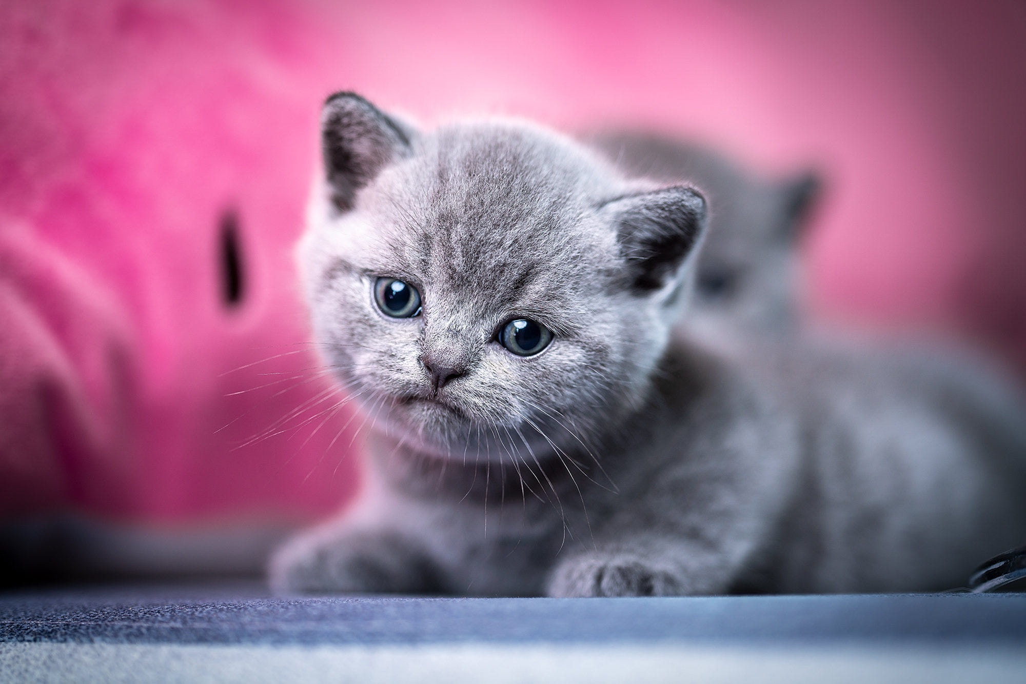 Download mobile wallpaper Cats, Cat, Kitten, Animal, Baby Animal for free.