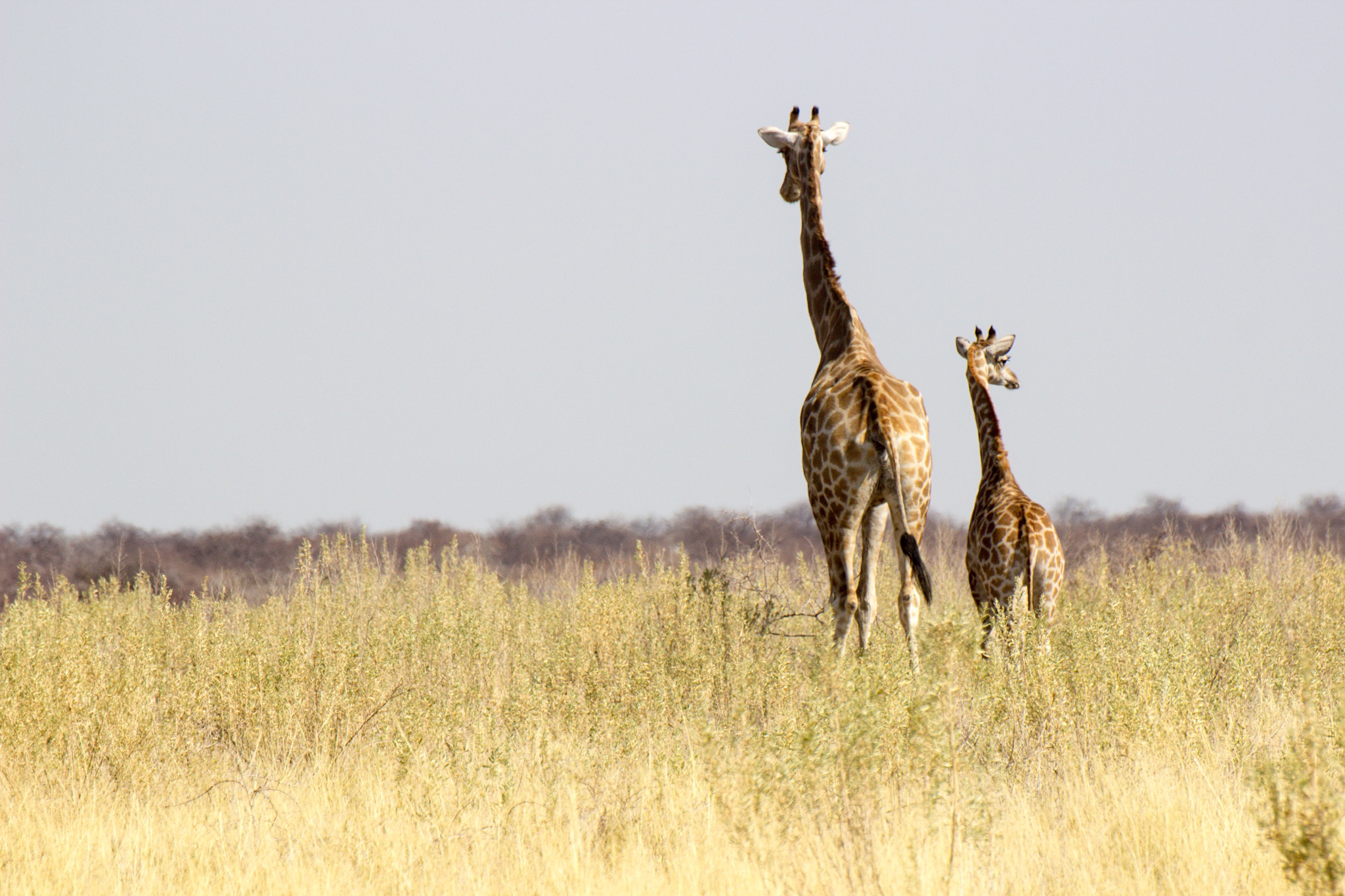 Laden Sie das Tiere, Giraffe, Gras, Savanne-Bild kostenlos auf Ihren PC-Desktop herunter