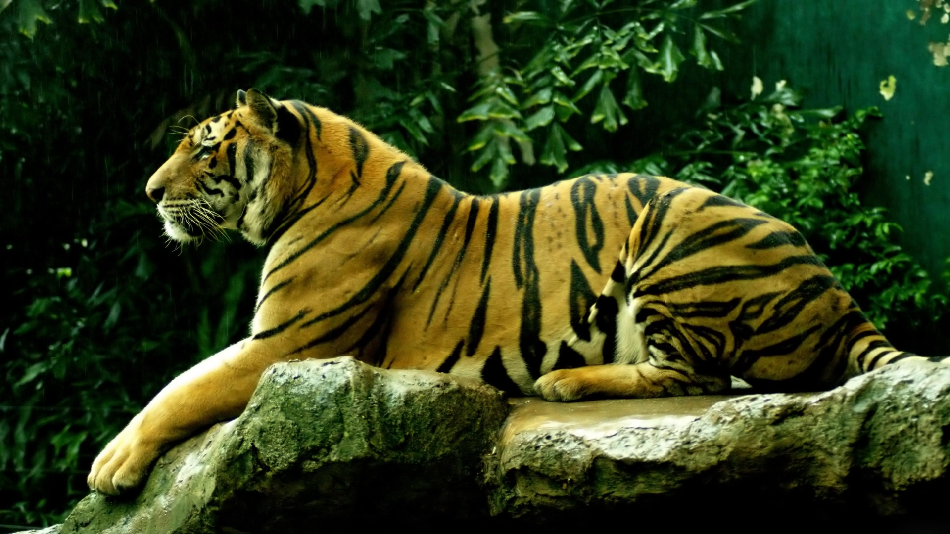 1501813 descargar fondo de pantalla animales, tigre, tigre siberiano: protectores de pantalla e imágenes gratis