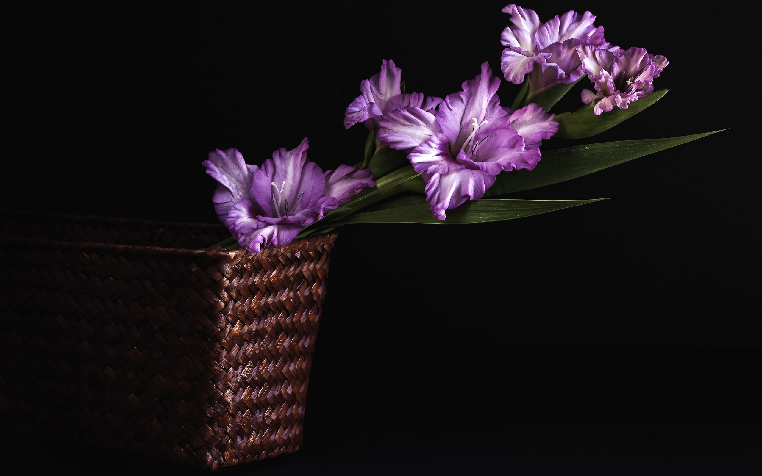 Скачати мобільні шпалери Фіолетова Квітка, Створено Людиною, Квітка безкоштовно.