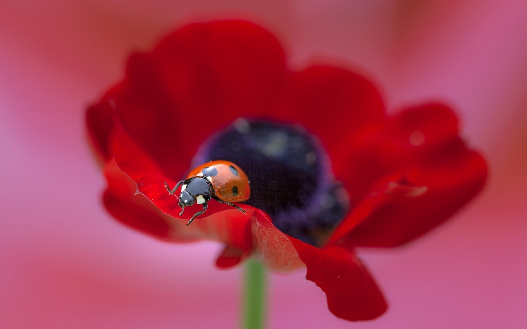 Download mobile wallpaper Animal, Ladybug for free.