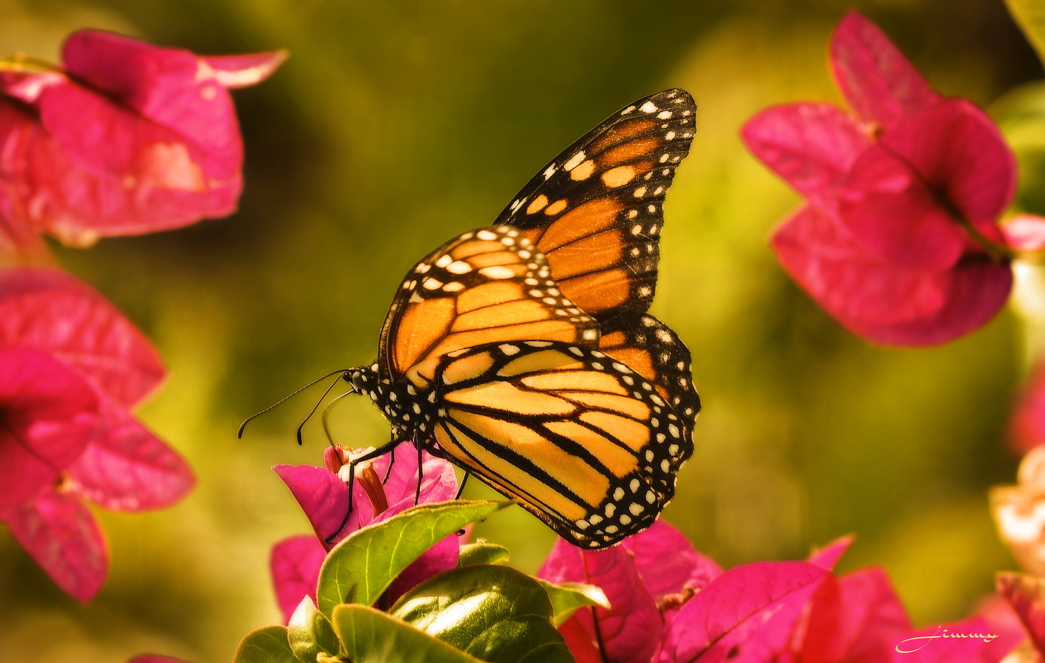 Download mobile wallpaper Butterfly, Animal for free.