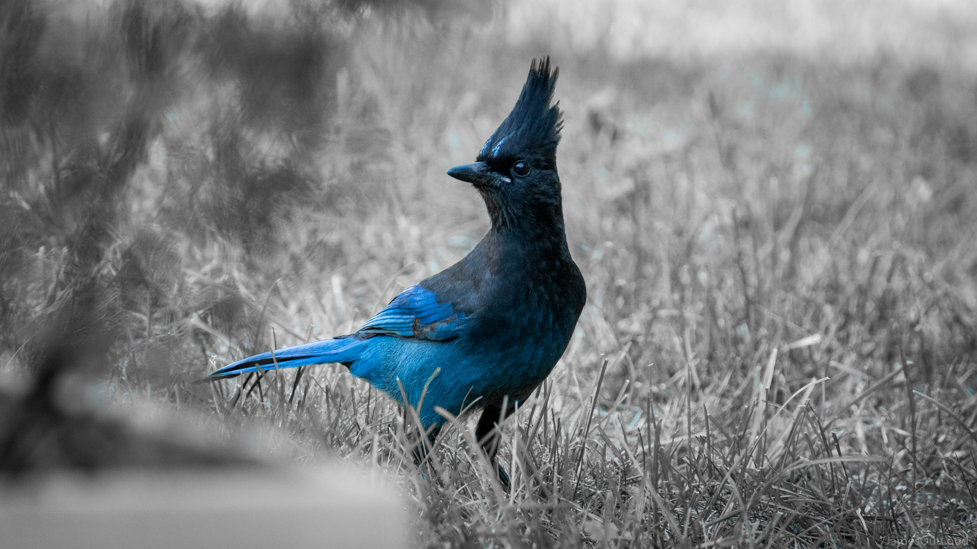 Téléchargez des papiers peints mobile Oiseau, Des Oiseaux, Animaux gratuitement.