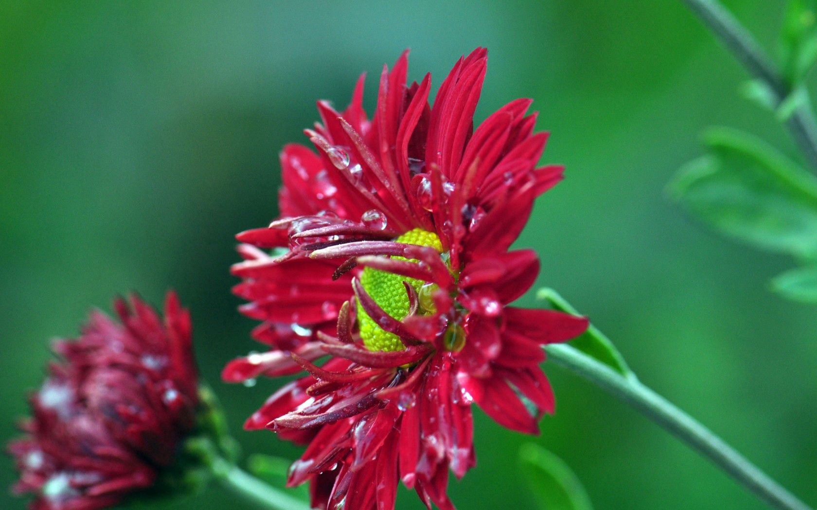 Laden Sie das Natur, Drops, Blumen, Makro-Bild kostenlos auf Ihren PC-Desktop herunter