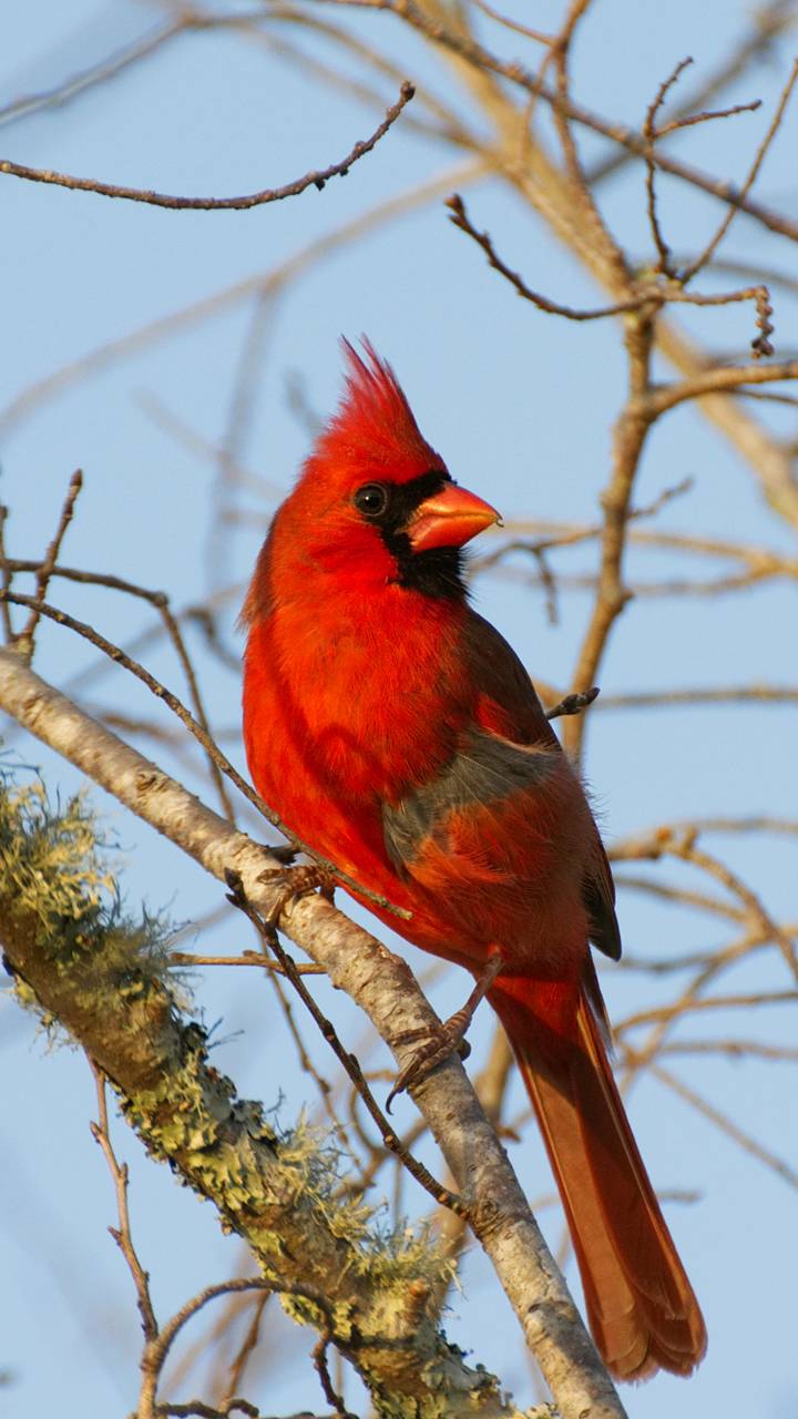 Download mobile wallpaper Birds, Bird, Animal, Cardinal for free.
