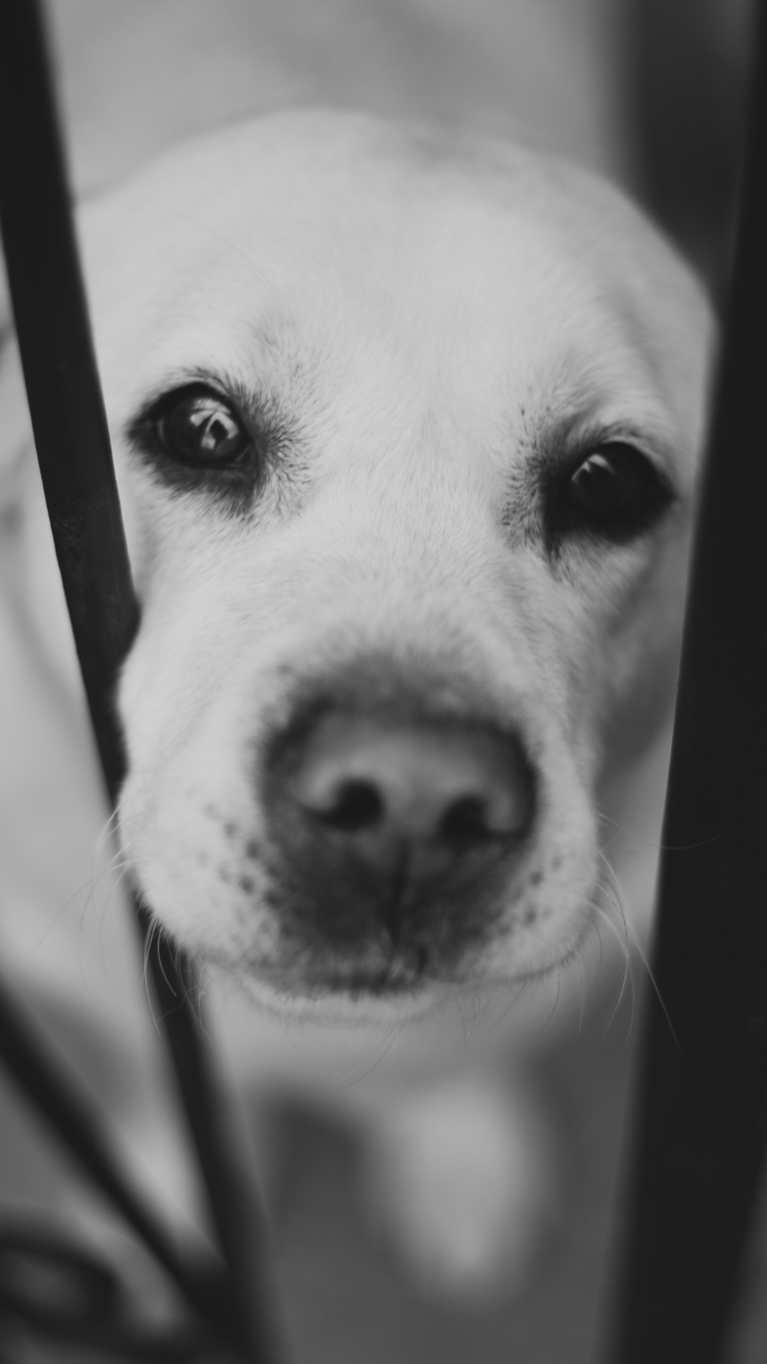 Download mobile wallpaper Dogs, Dog, Muzzle, Animal, Labrador, Black & White for free.