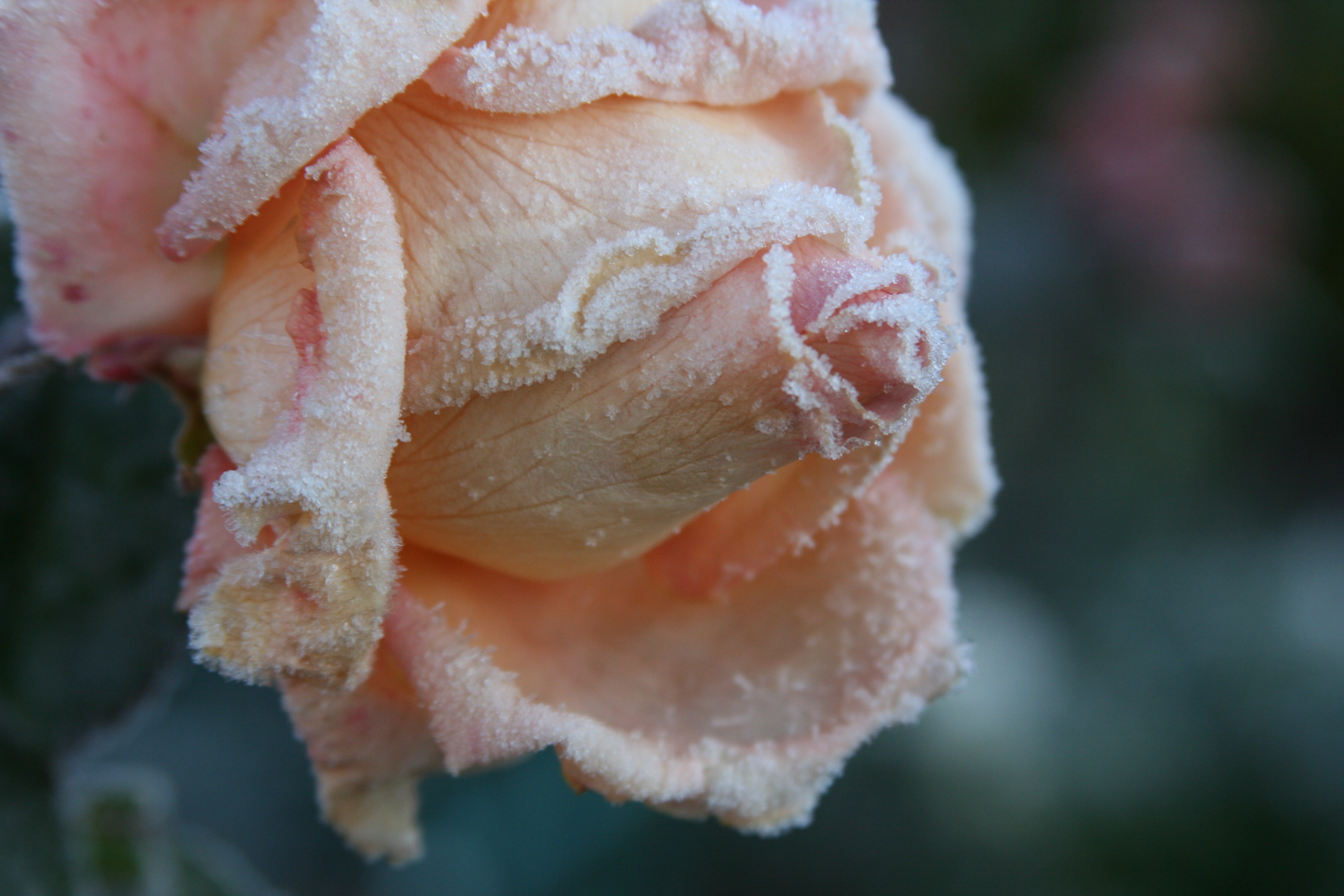 PCデスクトップにマクロ, 薔薇, つぼみ, 蕾, 霜, 大きい, 花びら, バラの花画像を無料でダウンロード