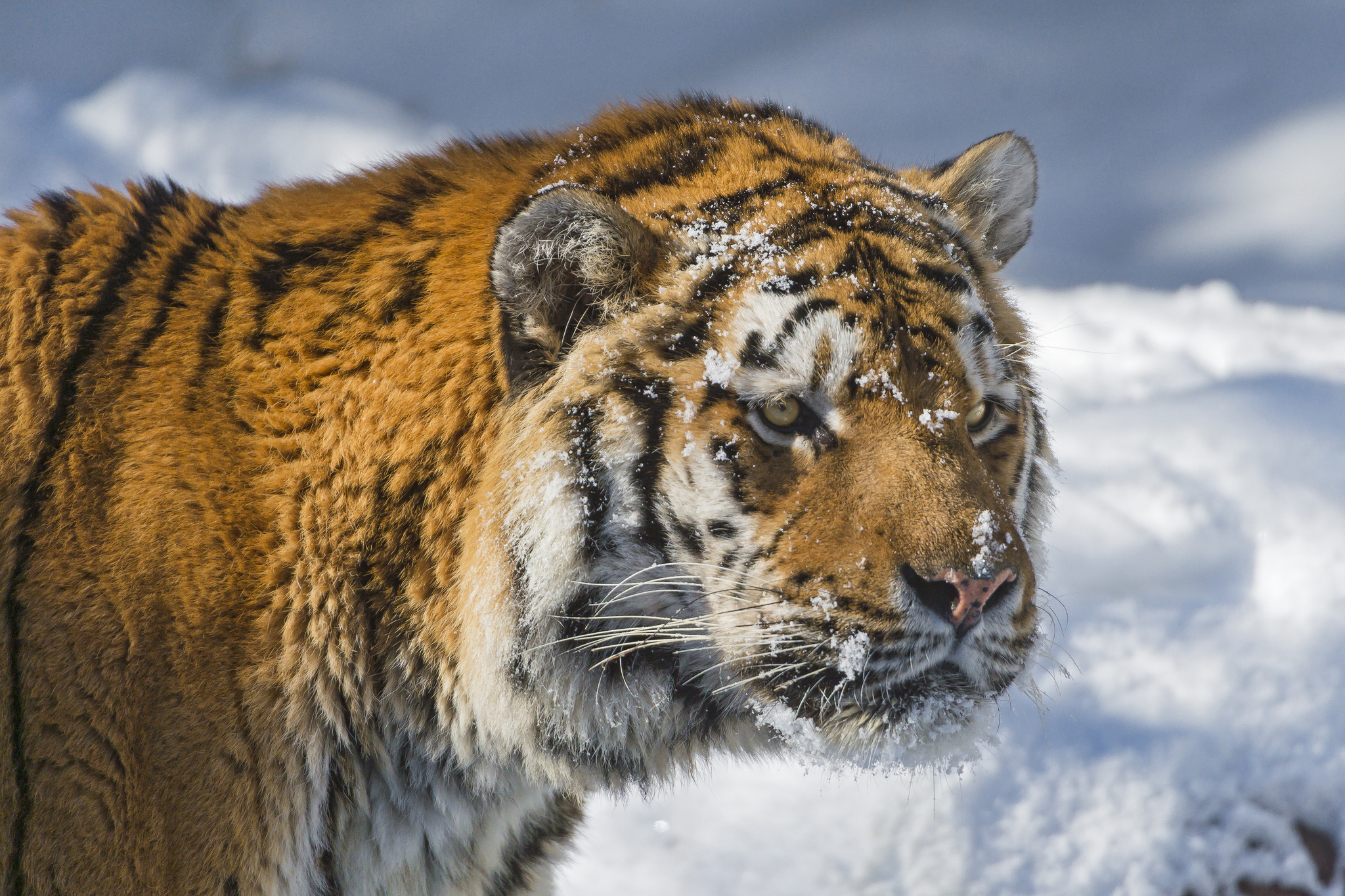 Descarga gratuita de fondo de pantalla para móvil de Gatos, Animales, Tigre.