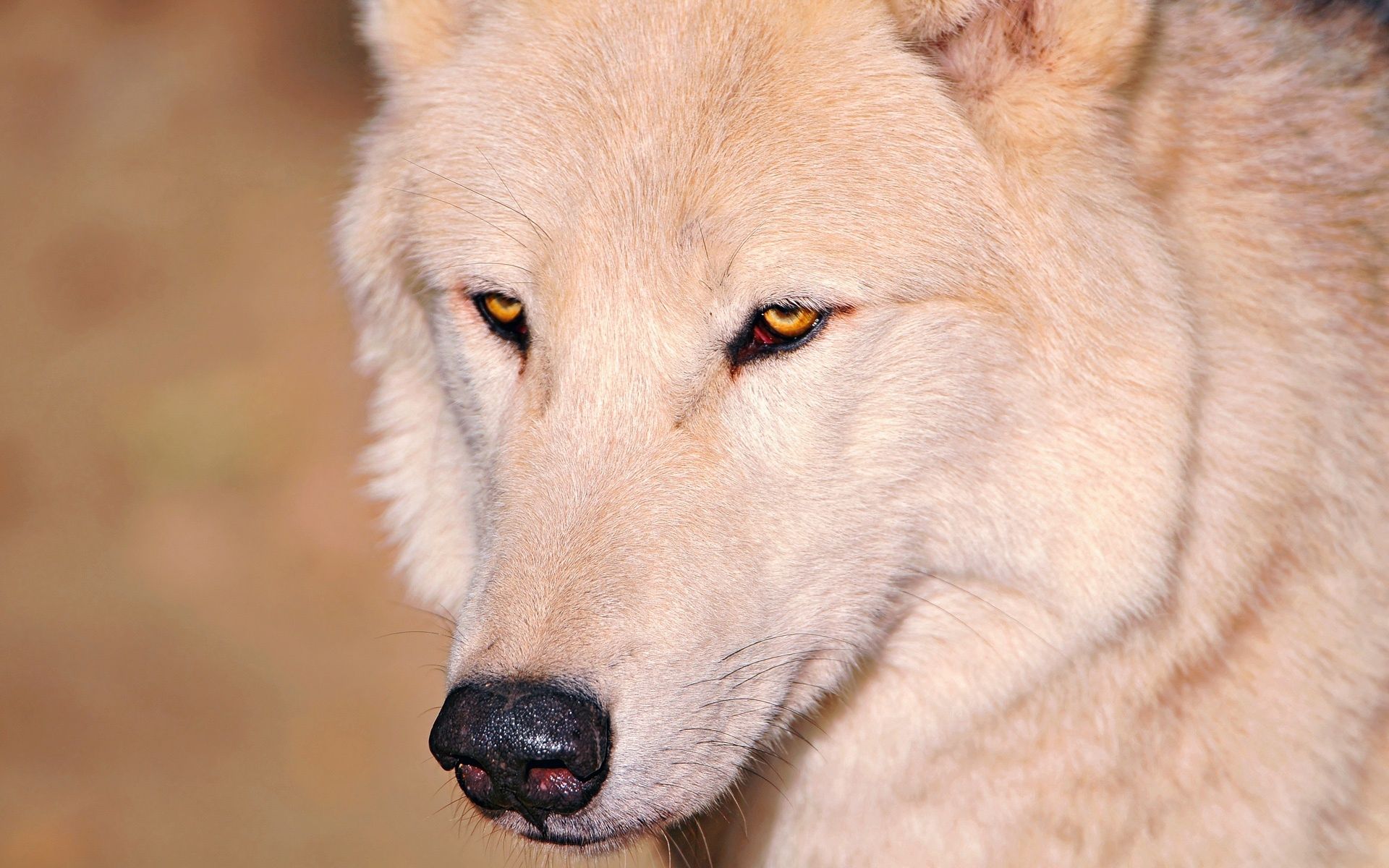 PCデスクトップに鼻, 目, 白い, 動物, 狼画像を無料でダウンロード