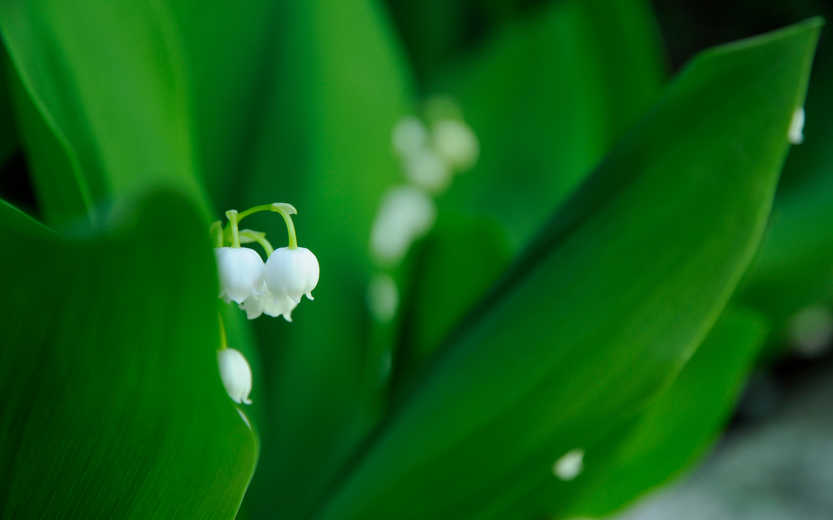 Free download wallpaper Flowers, Earth, Blossom on your PC desktop