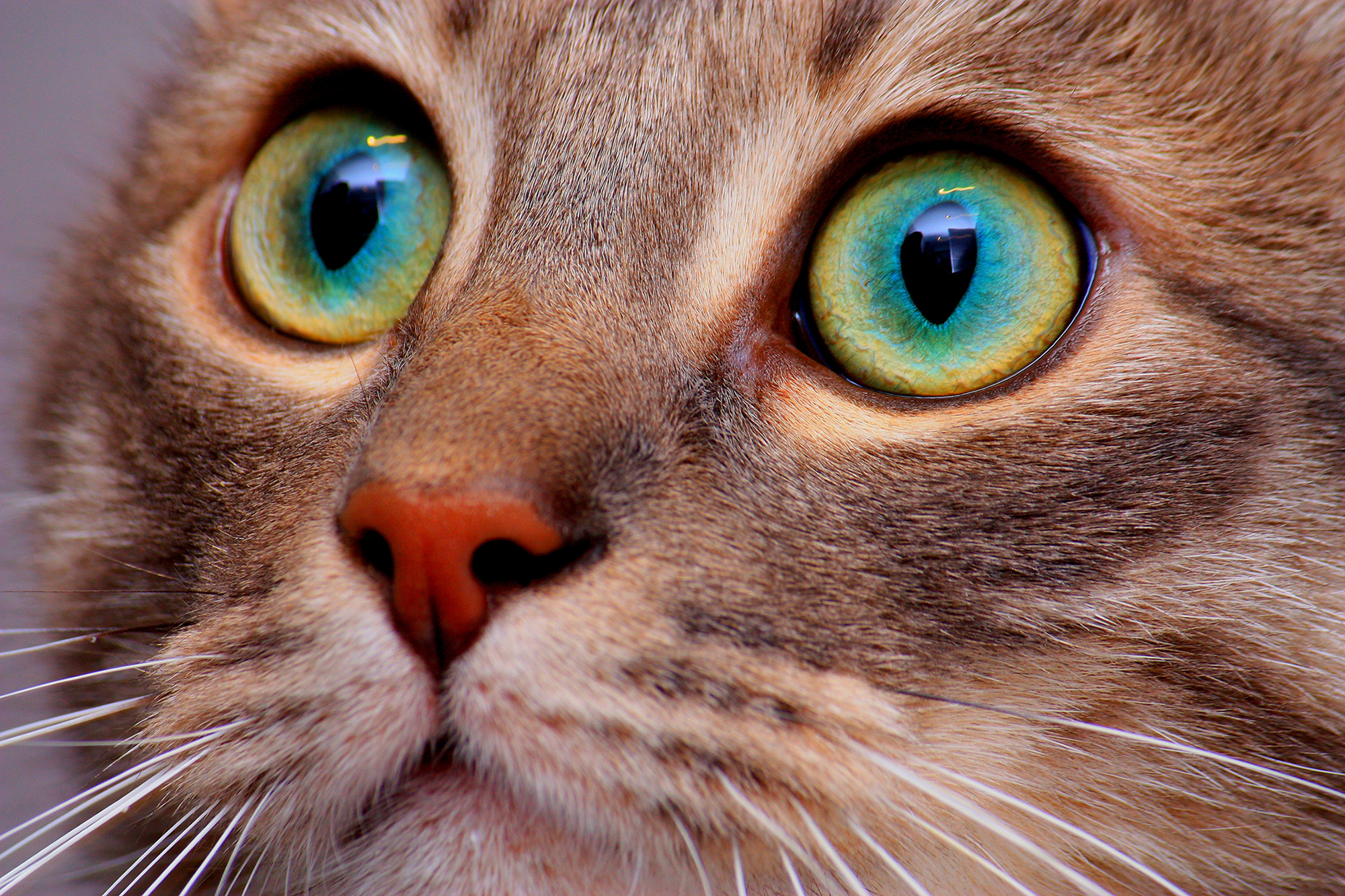 Free download wallpaper Cats, Cat, Animal on your PC desktop