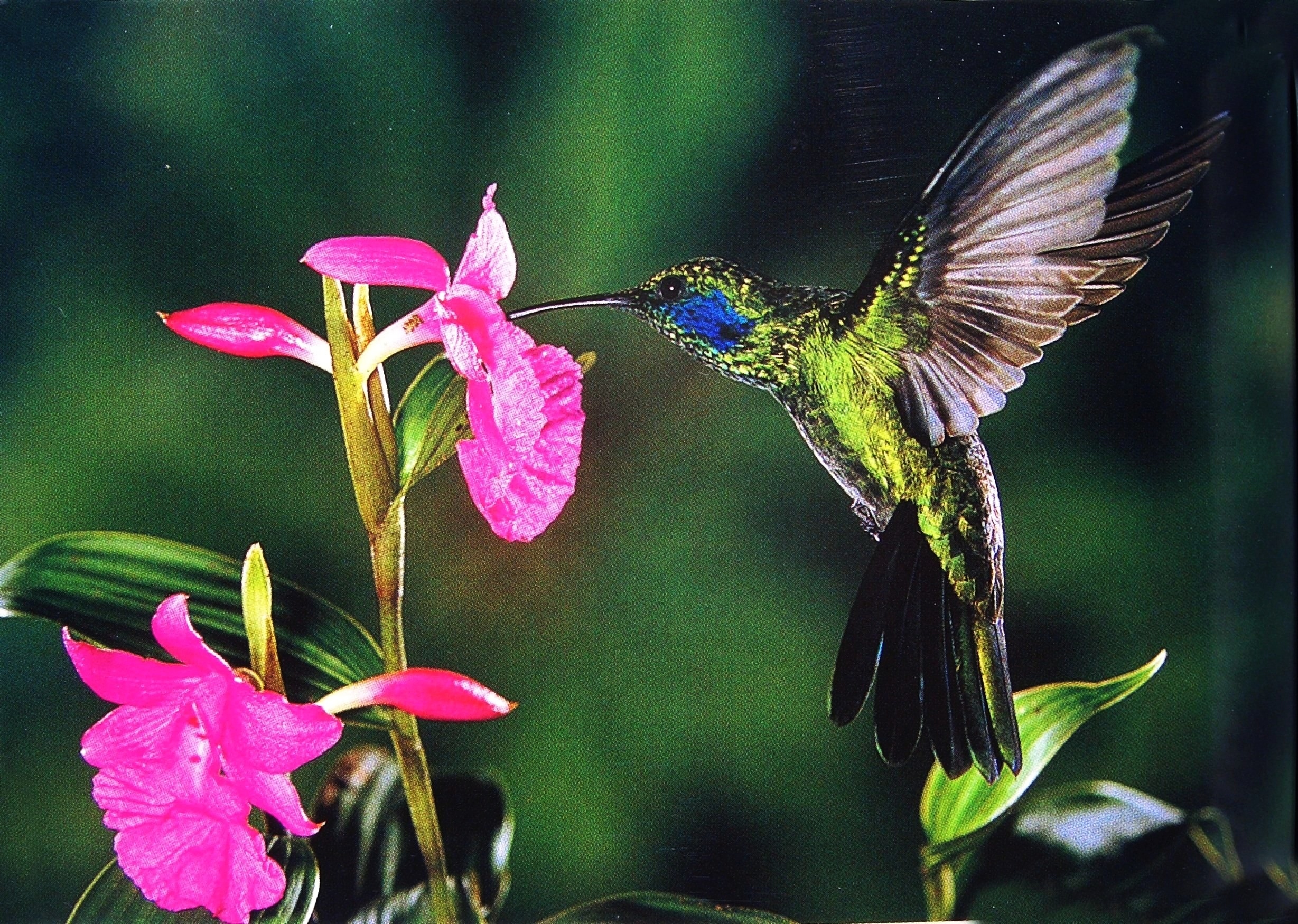 207678 descargar fondo de pantalla animales, colibrí, aves: protectores de pantalla e imágenes gratis