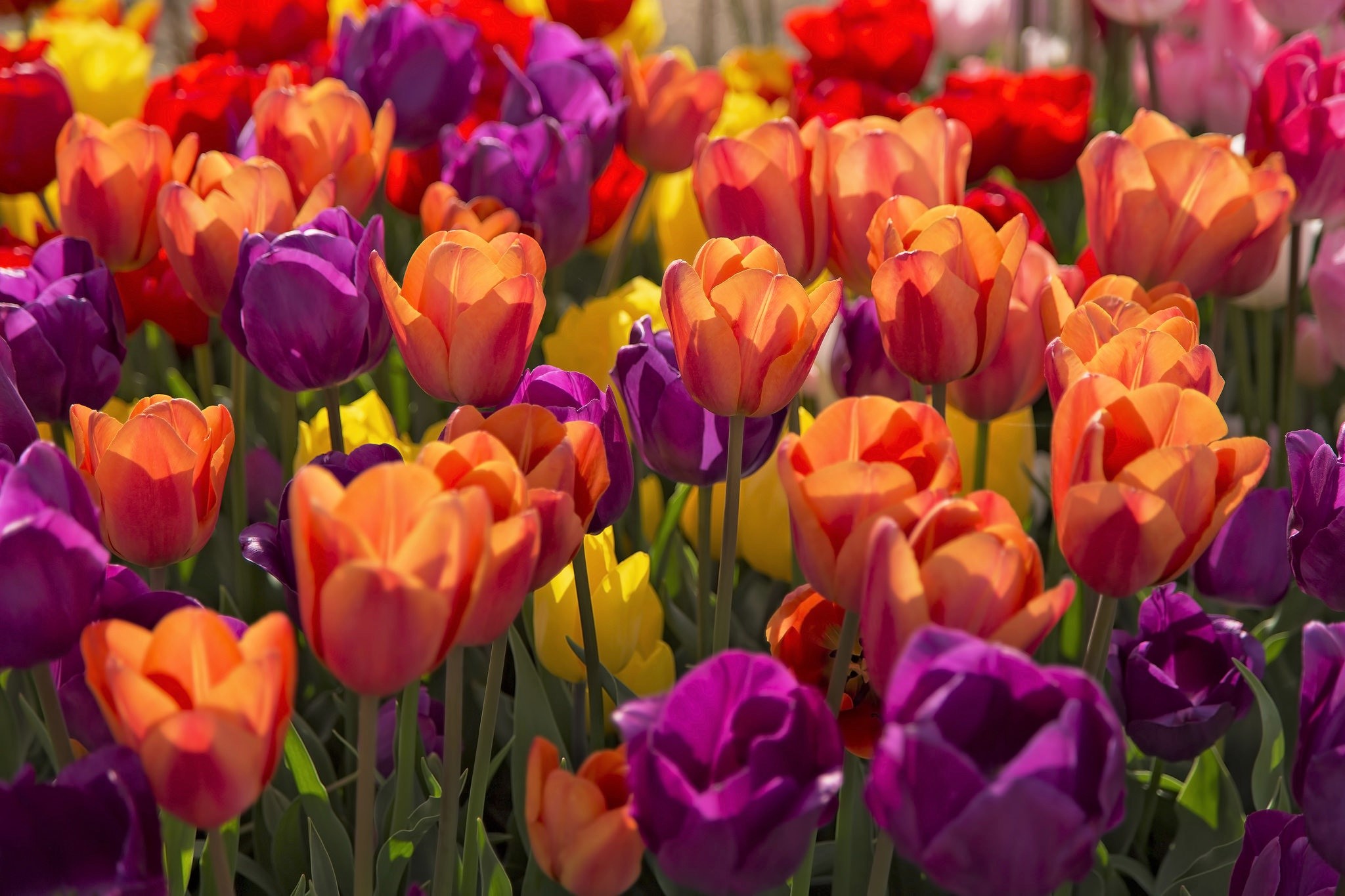 Téléchargez gratuitement l'image Fleurs, Fleur, Couleurs, Coloré, Tulipe, Terre/nature sur le bureau de votre PC