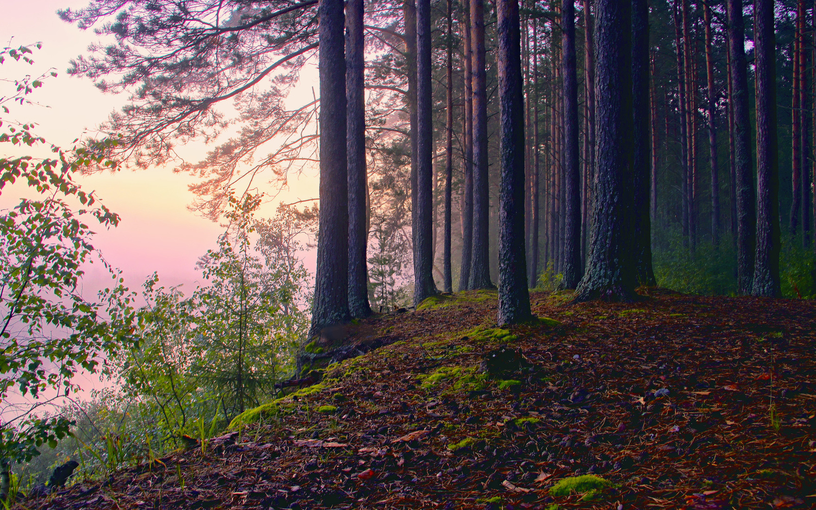 Free download wallpaper Forest, Earth on your PC desktop