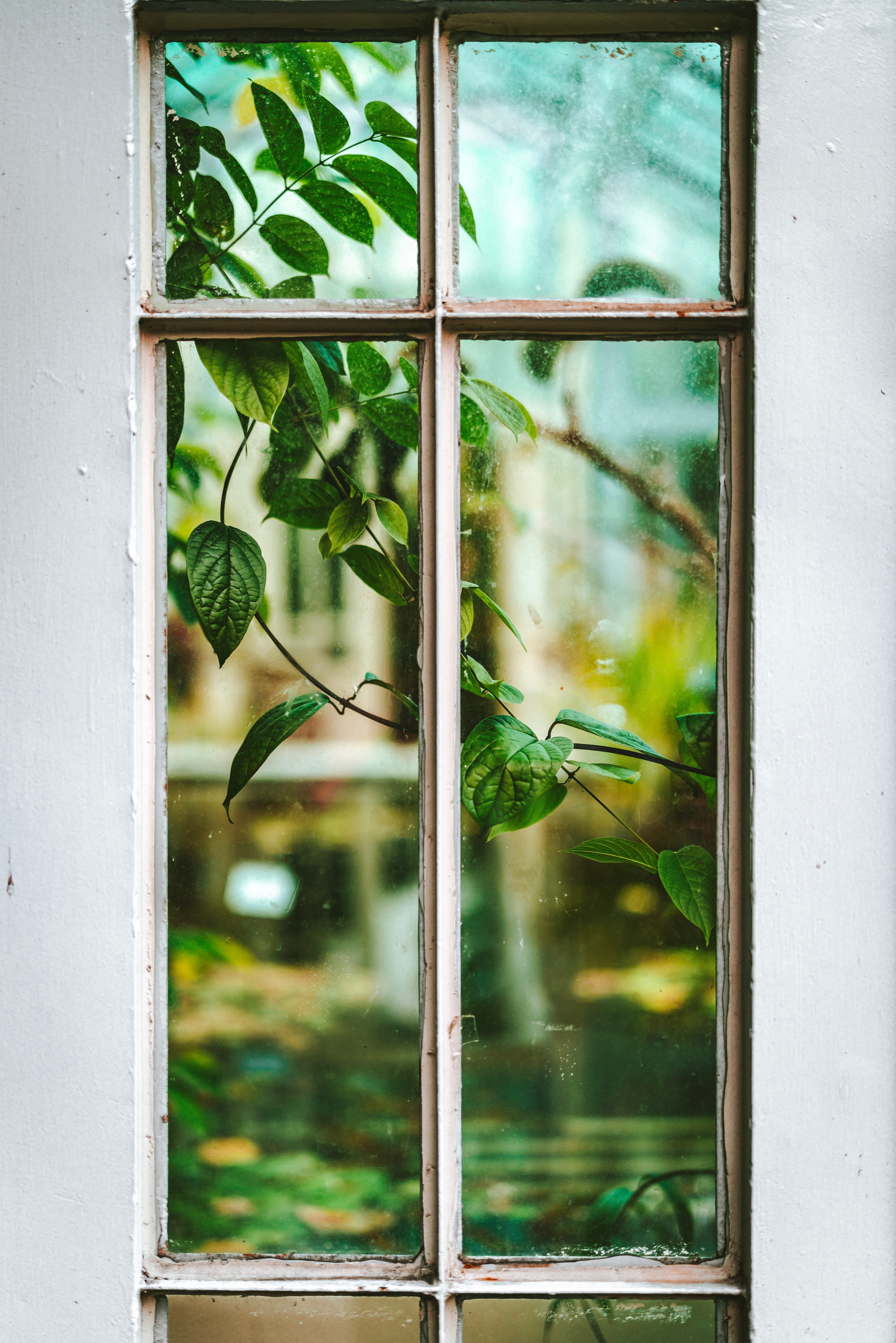 Download mobile wallpaper View, Leaves, Miscellaneous, Branch, Window, Miscellanea, Plant for free.