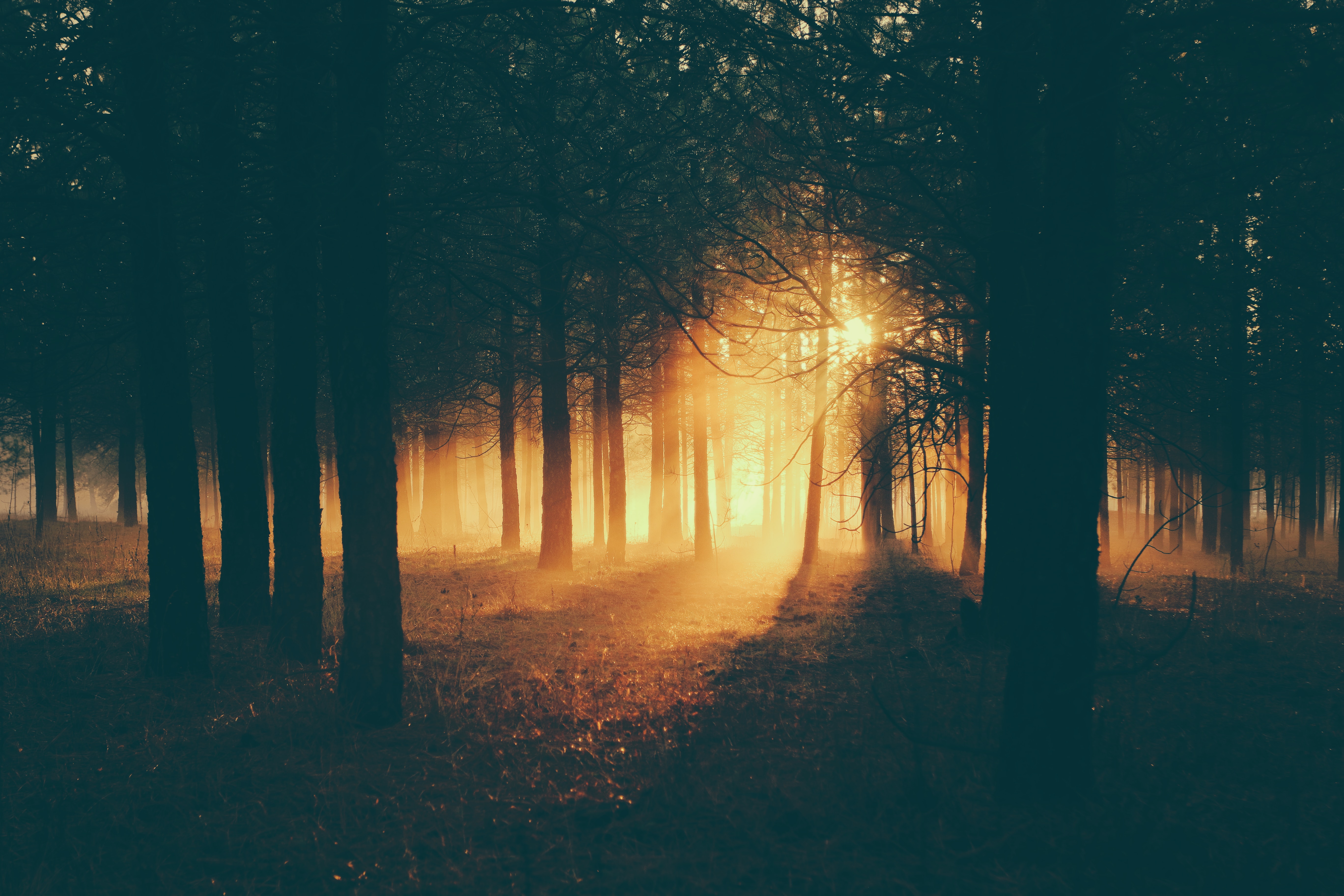 fog, dusk, dark, twilight, forest, sunlight HD wallpaper