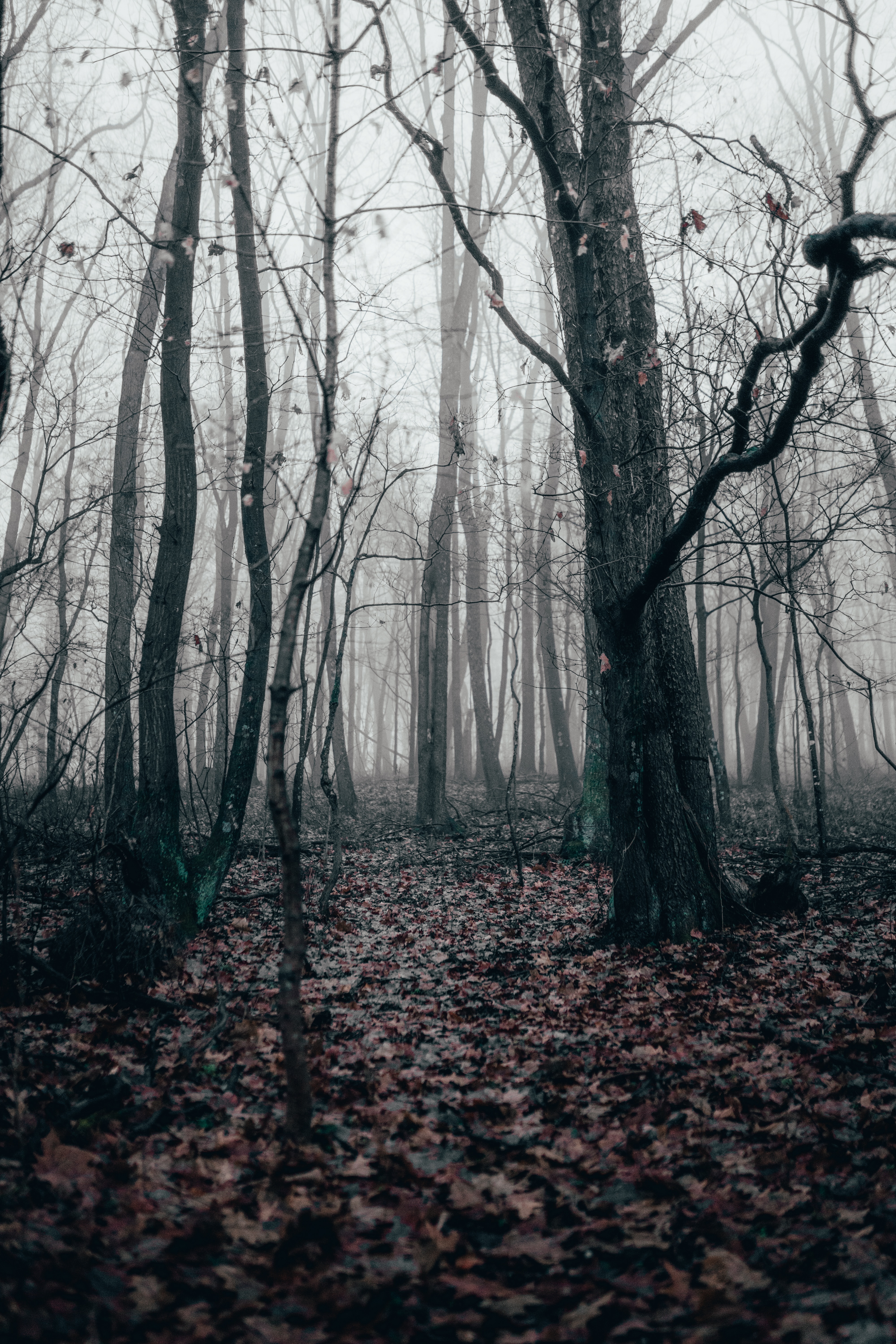 Descarga gratuita de fondo de pantalla para móvil de Naturaleza, Árboles, Bosque, Niebla, Otoño.