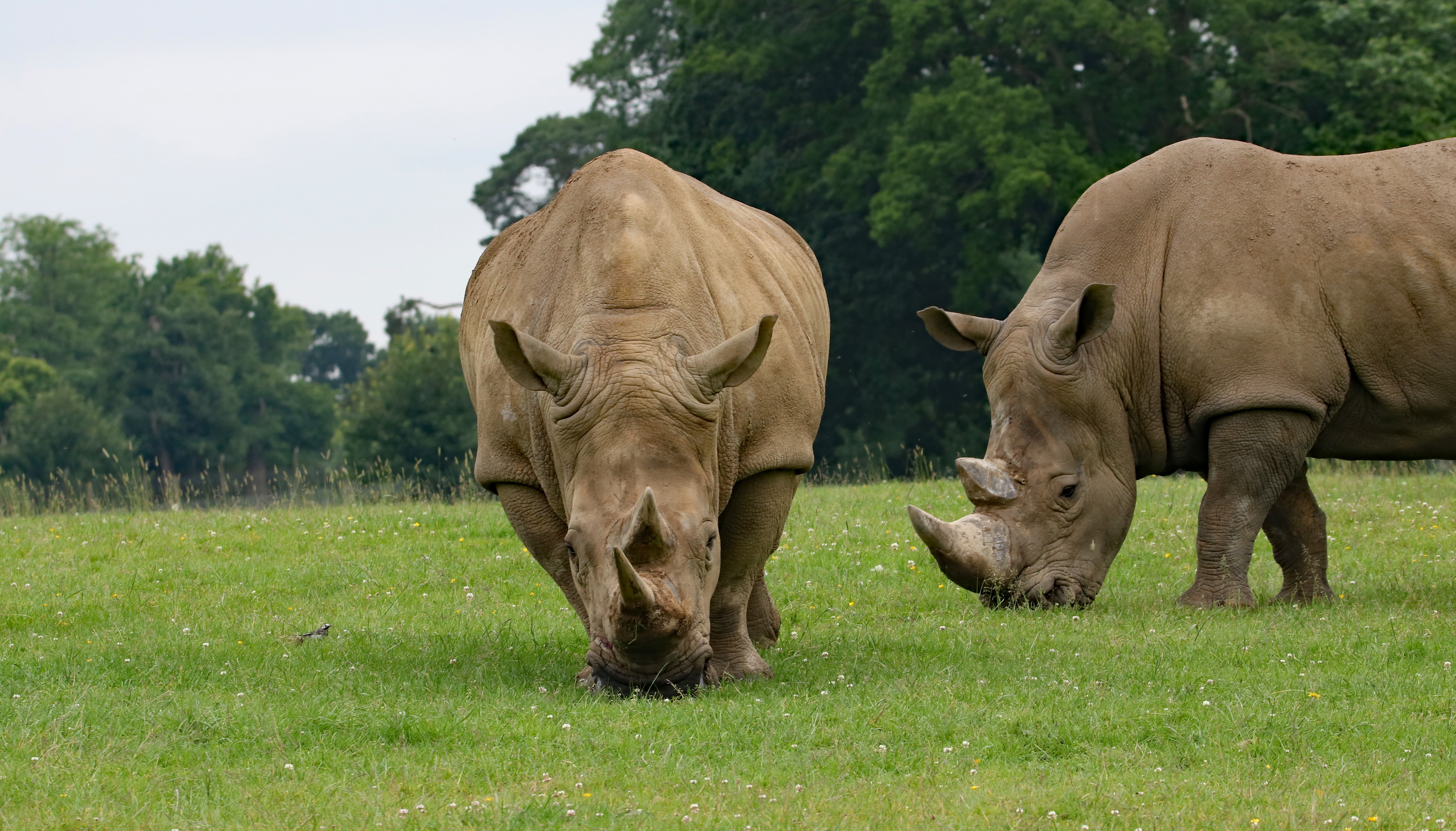 Download mobile wallpaper Rhinoceros, Grass, Animals, Food, Pair, Couple for free.