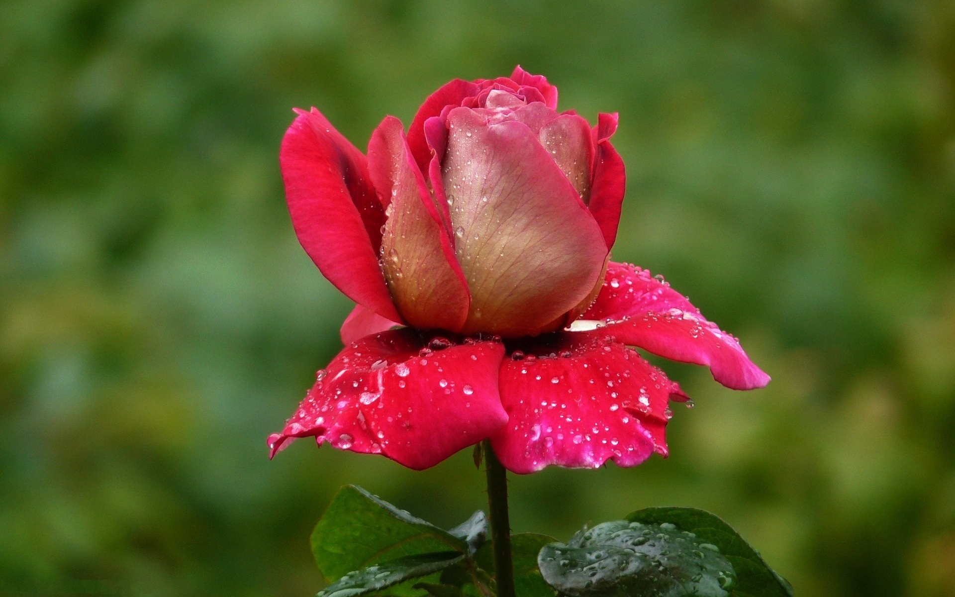 Téléchargez des papiers peints mobile Goutte D'eau, Fleurs, Fleur, Rose, Terre/nature gratuitement.