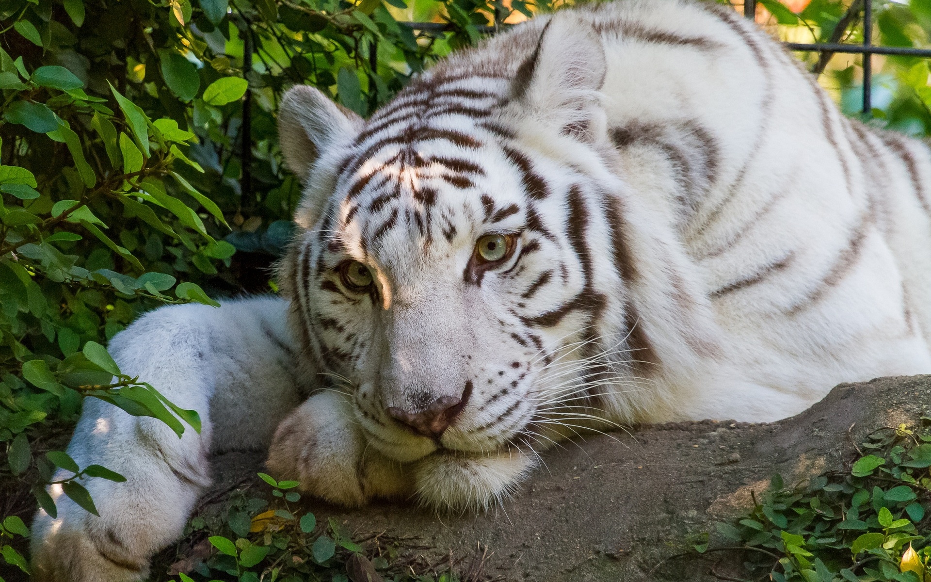 Baixar papel de parede para celular de Animais, Gatos, Tigre Branco gratuito.