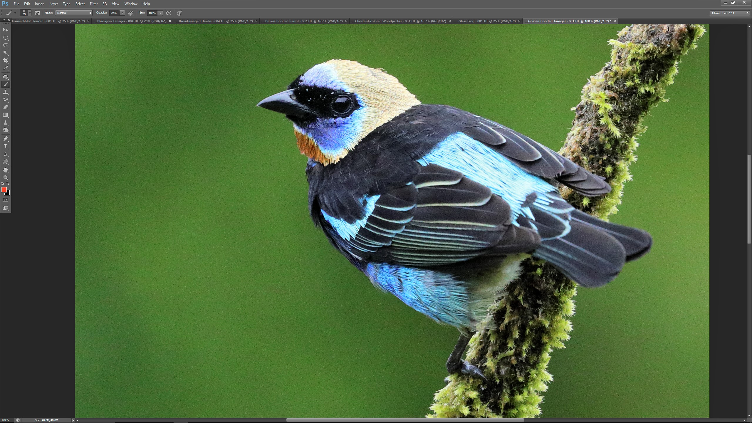 Free download wallpaper Bird, Animal, Tanager, Golden Hooded Tanager on your PC desktop