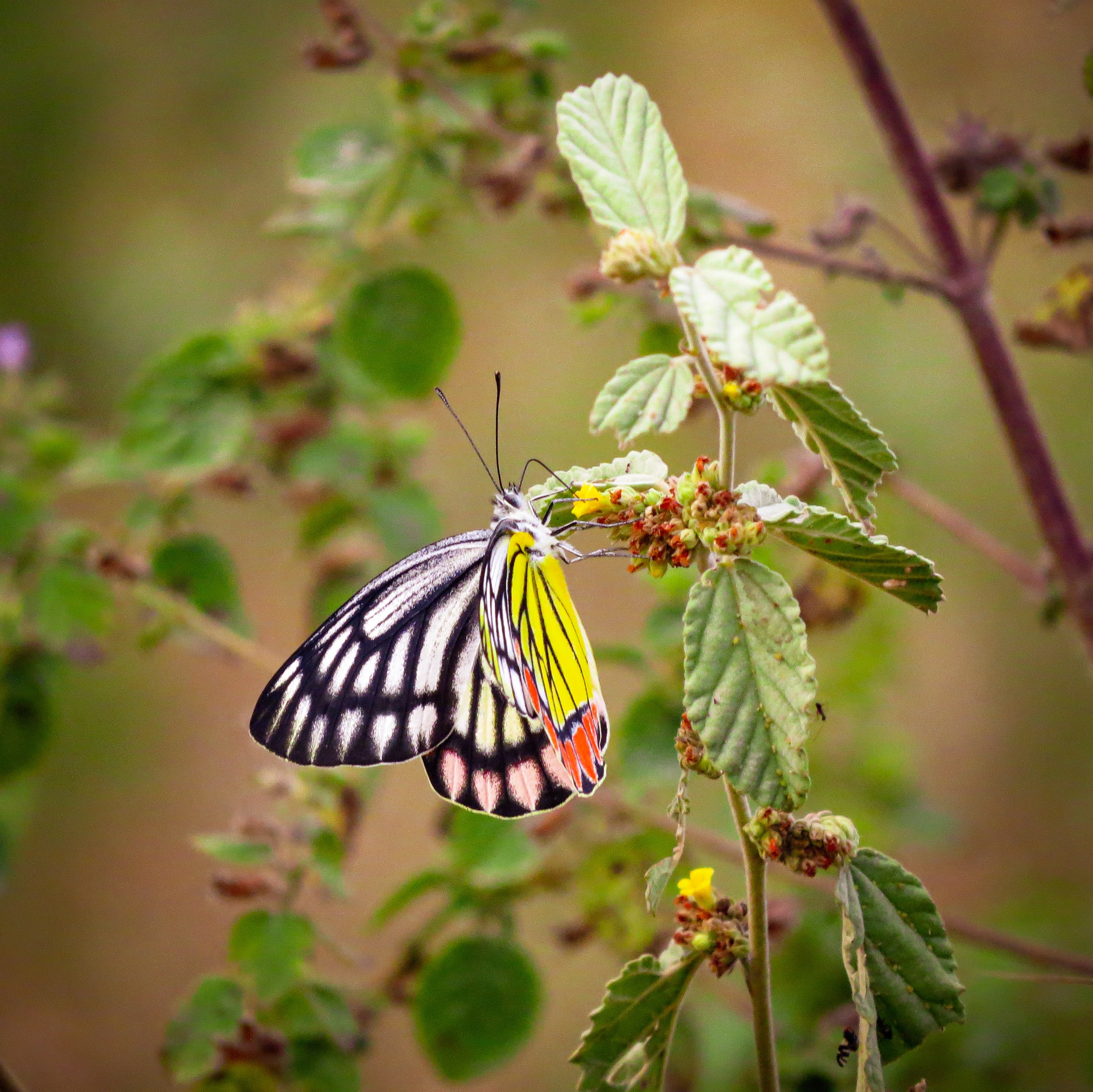 Laden Sie das Insekt, Schmetterling, Motley, Makro, Mehrfarbig-Bild kostenlos auf Ihren PC-Desktop herunter