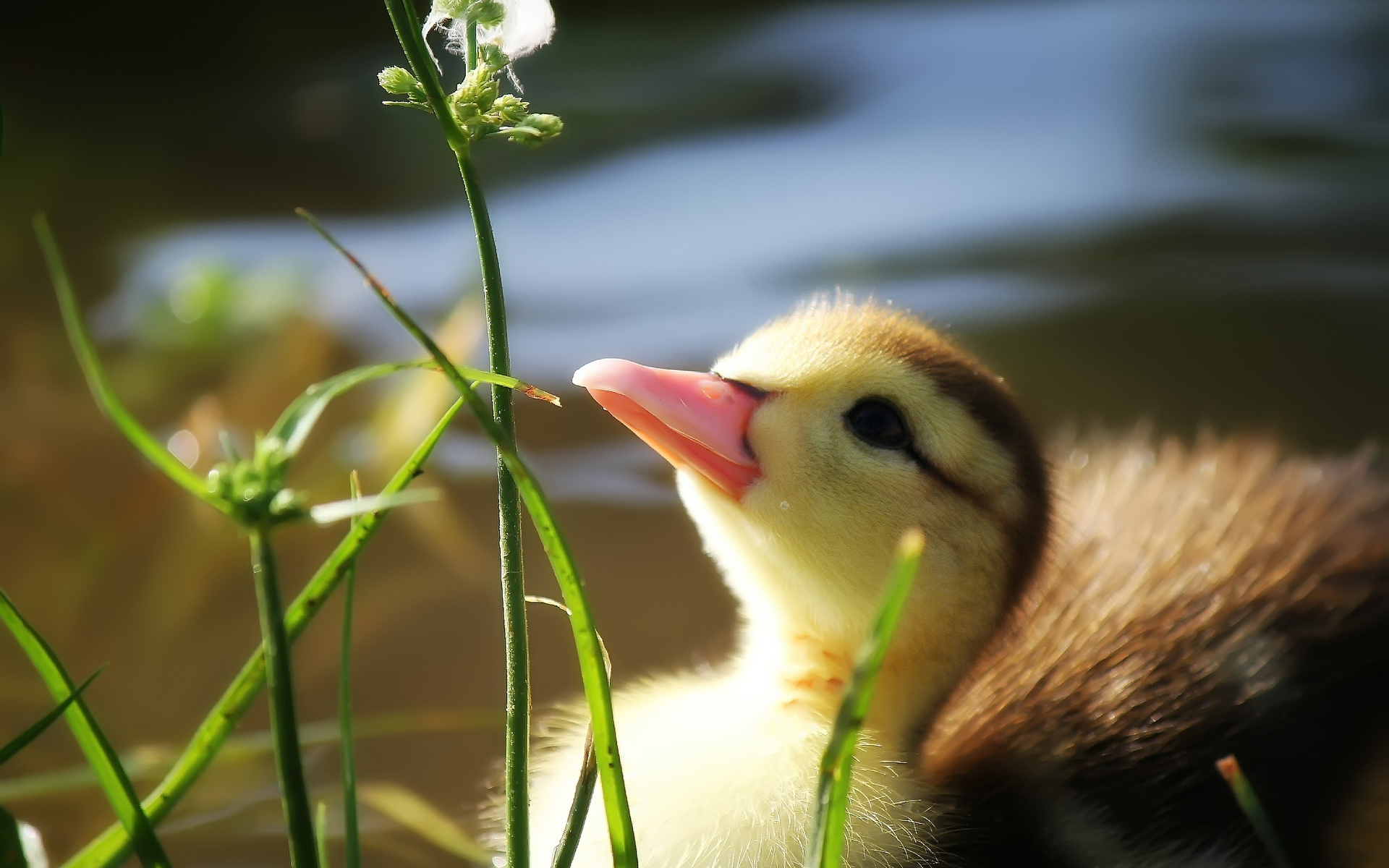 Laden Sie das Tiere, Vögel, Ente-Bild kostenlos auf Ihren PC-Desktop herunter