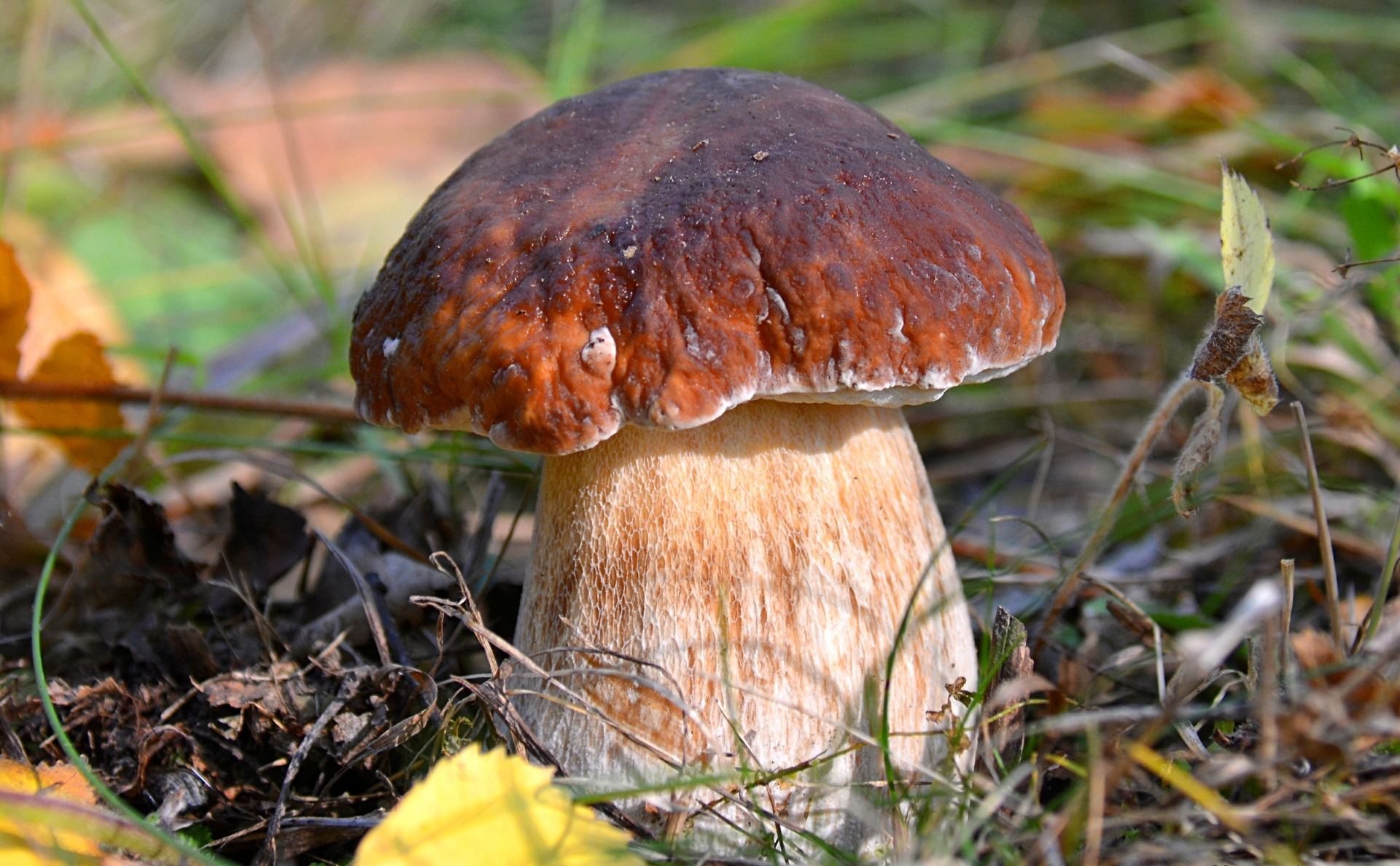 Téléchargez des papiers peints mobile Fermer, Champignon, Terre/nature gratuitement.