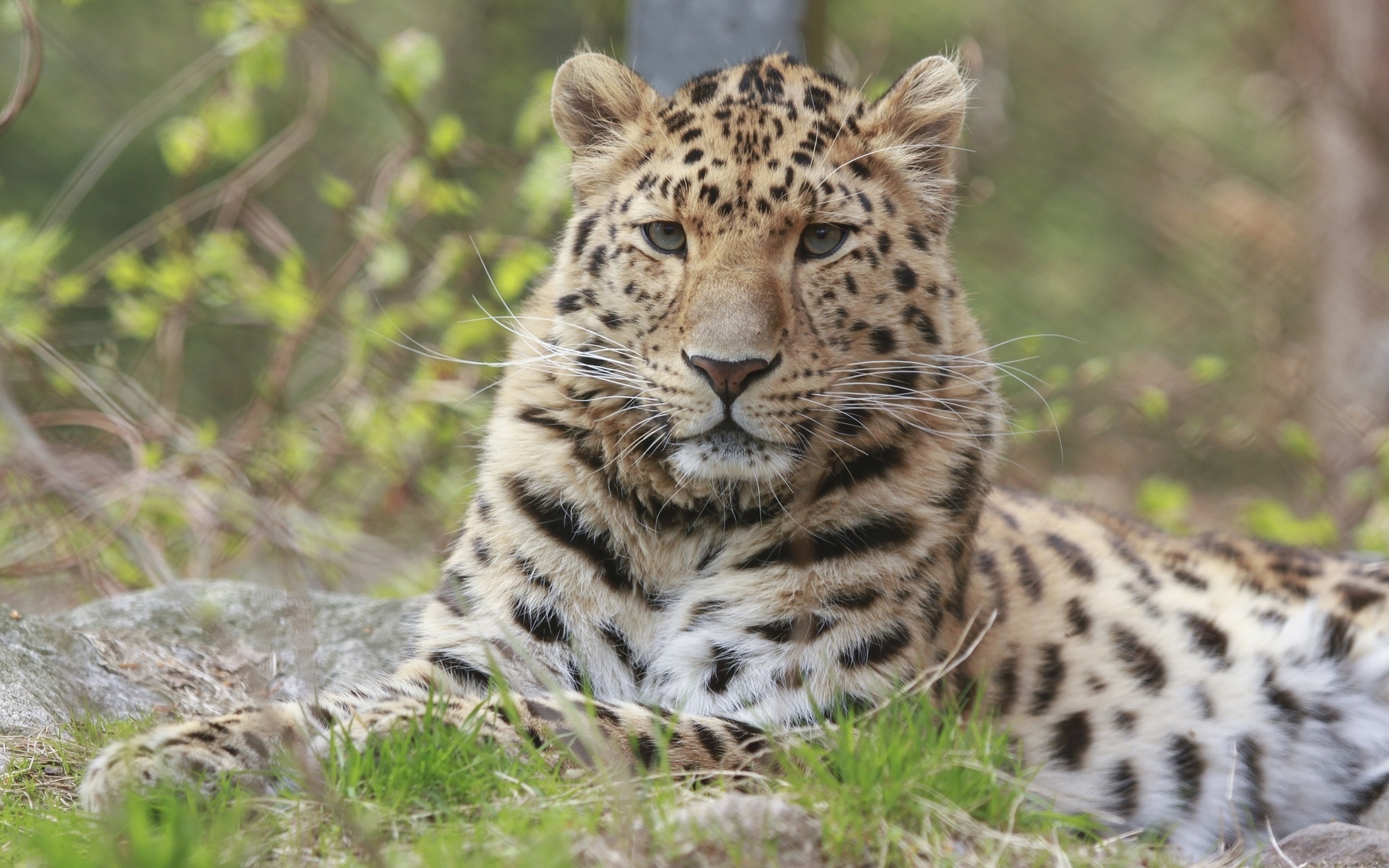 Baixar papel de parede para celular de Animais, Gatos, Leopardo gratuito.