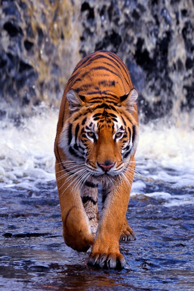 Descarga gratuita de fondo de pantalla para móvil de Animales, Gatos, Agua, Tigre.