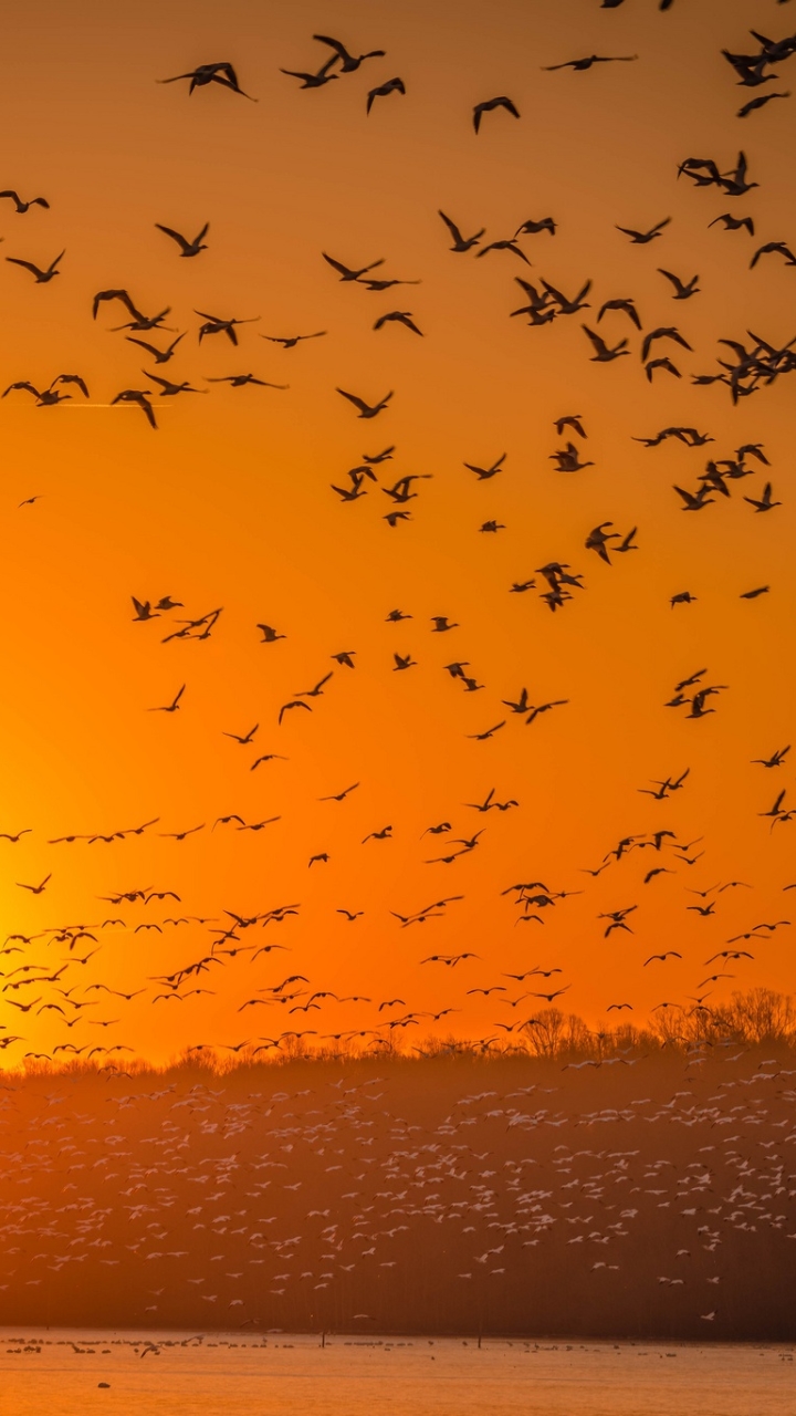 Download mobile wallpaper Birds, Bird, Sunrise, Animal, Flock Of Birds for free.
