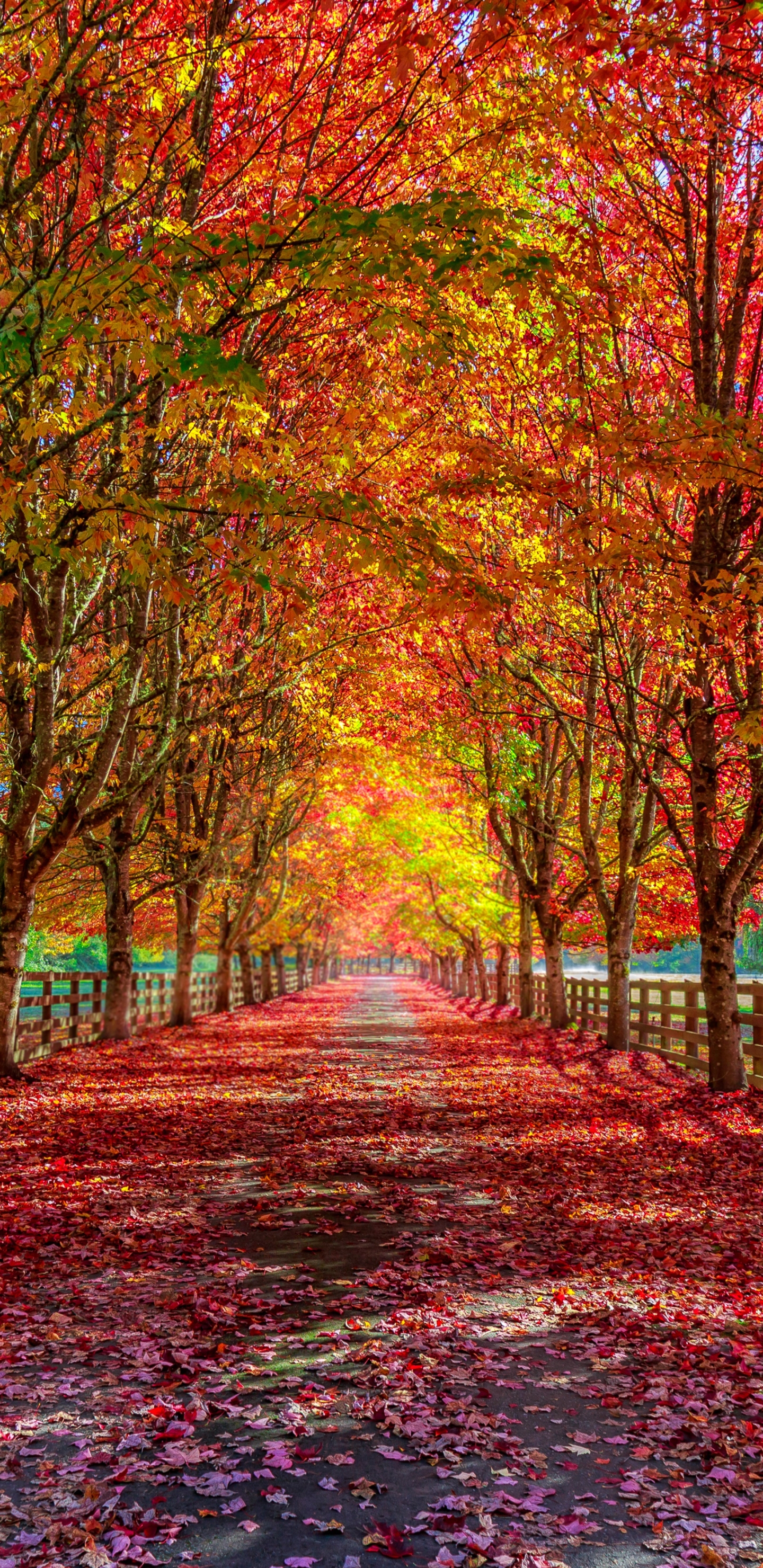 Download mobile wallpaper Fall, Path, Photography for free.